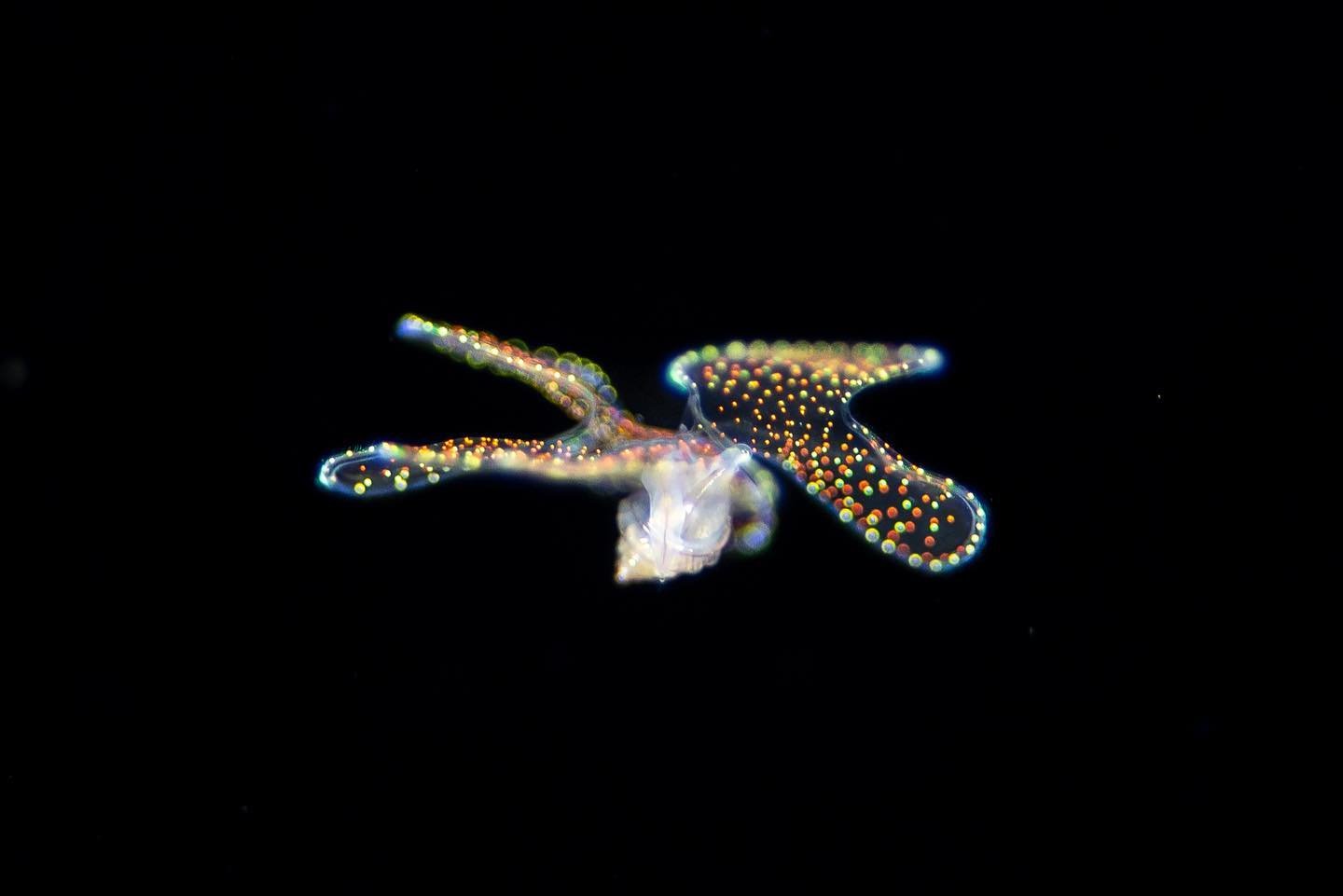 larval sea snail founded in the dark waters at Anilao - one of the most gorgeous marine invertebrates I have ever seen 

#blackwaterdiving #scubadiving #photography #divingphoto #macrophotography #nikonz9 #105mm #underwaterphotography #nauticamhousin