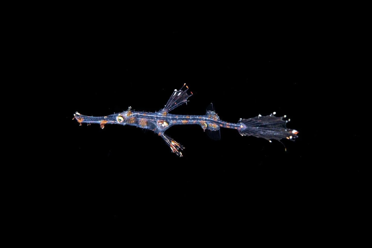 Seahorse baby portrait 

#seahorses #scubadiving #underwaterphotography #blackwaterphotography #diving #divinglife #nikonmacro #nikonz9