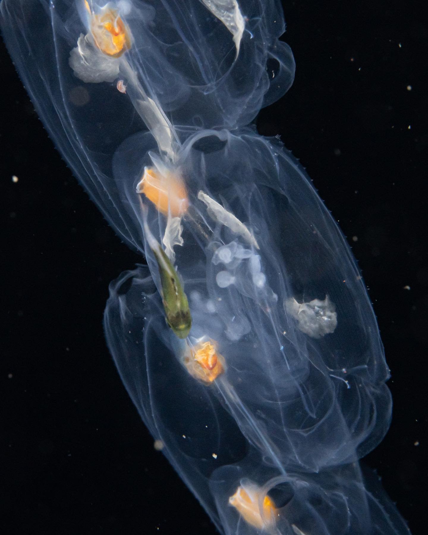 salp and fish traveling together
