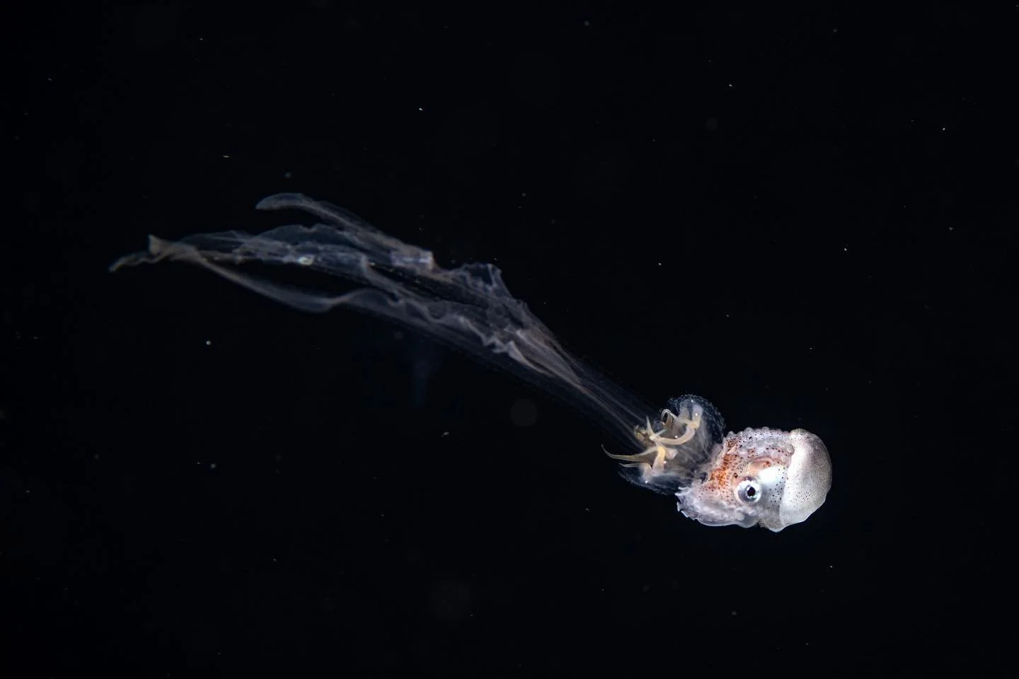 The most professional hitchhiker in the ocean - paper nautilus riding a jelly

#uwphotography #uwphoto #divingphoto #divingtrip #scubaphoto #blackwaterphotography #blackwaterdiving #padi #scubadiving #underwater #underwaterphotography #nikonphotograp