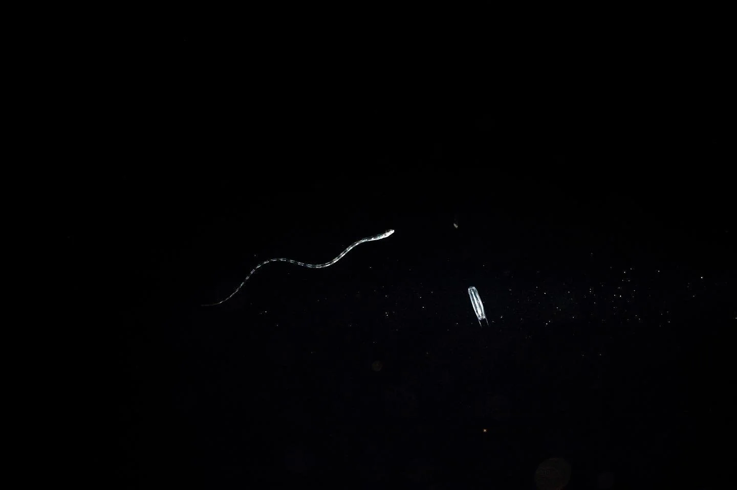 space

@nikonusa Z9 with Z 24-70 f/4