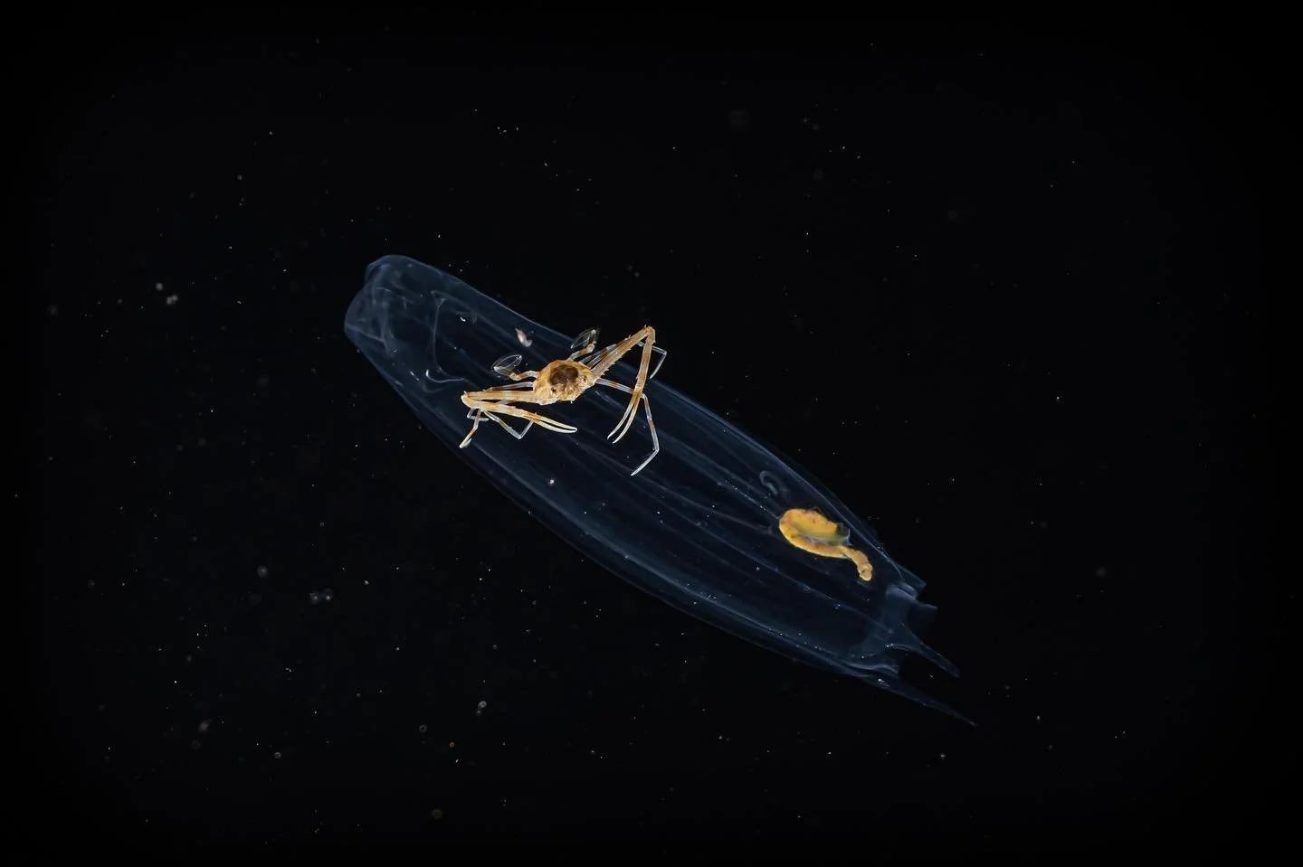 The spaceship of a crab 🦀 

#crustacean #blackwater #underwaterlife #divingadventure #scubadiving #scubadivinglife #scubadivingaddicts #scubashooters #anilaodiving #nikonmacro #nikonz9 #nikkor105mm #blackwaterdiving #blackwaterdive #黑水摄影 #菲律宾 #水肺潛水 