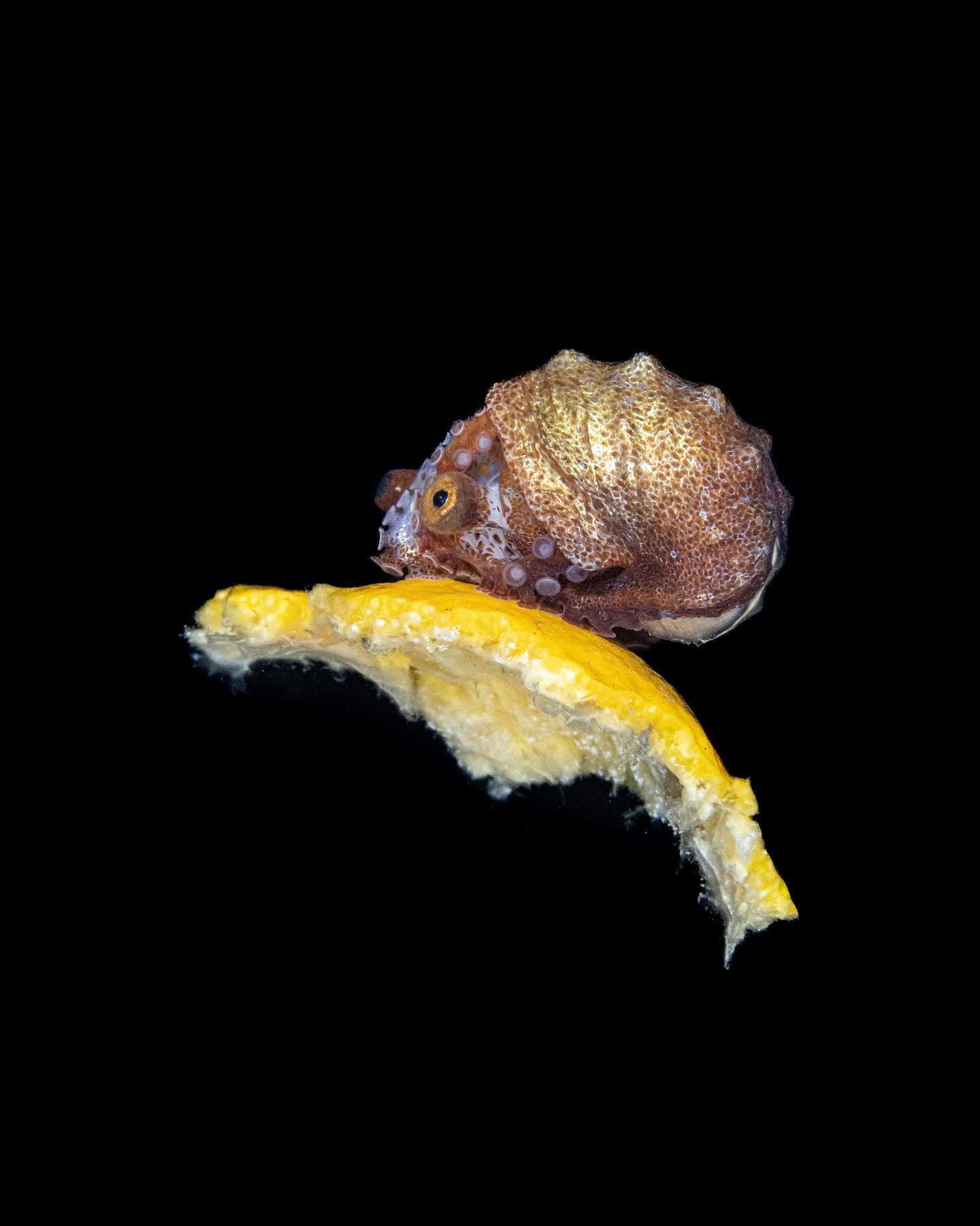 One thing that I found paper nautilus very intelligent was that it would avoid eye contact with me (or my camera) while still trying to observe. There were both curiosity and vigilance in the eyes

#underwaterphotography📷 #blackwater #papernautilus 