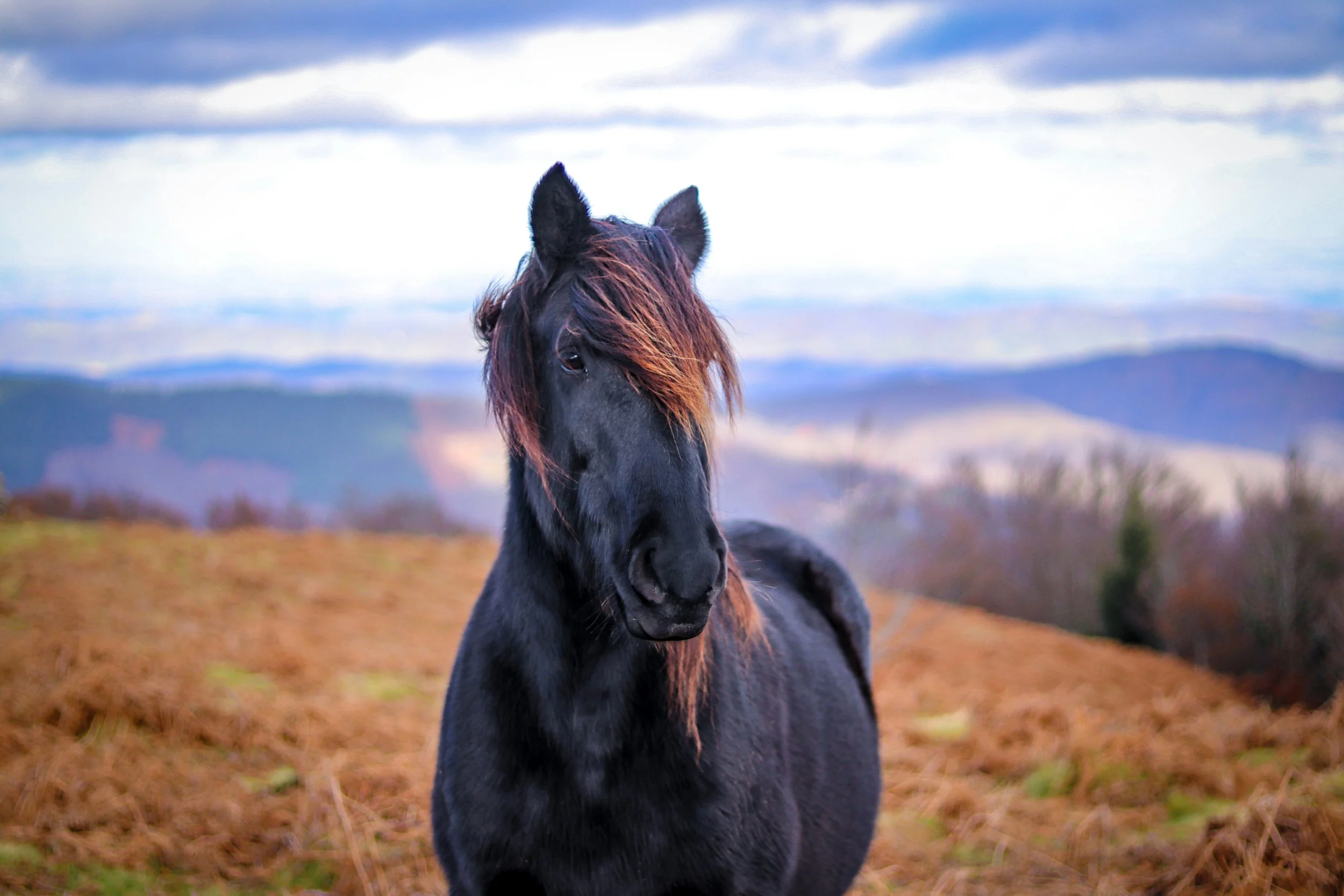 A black horse standing alone on a windy hilltop