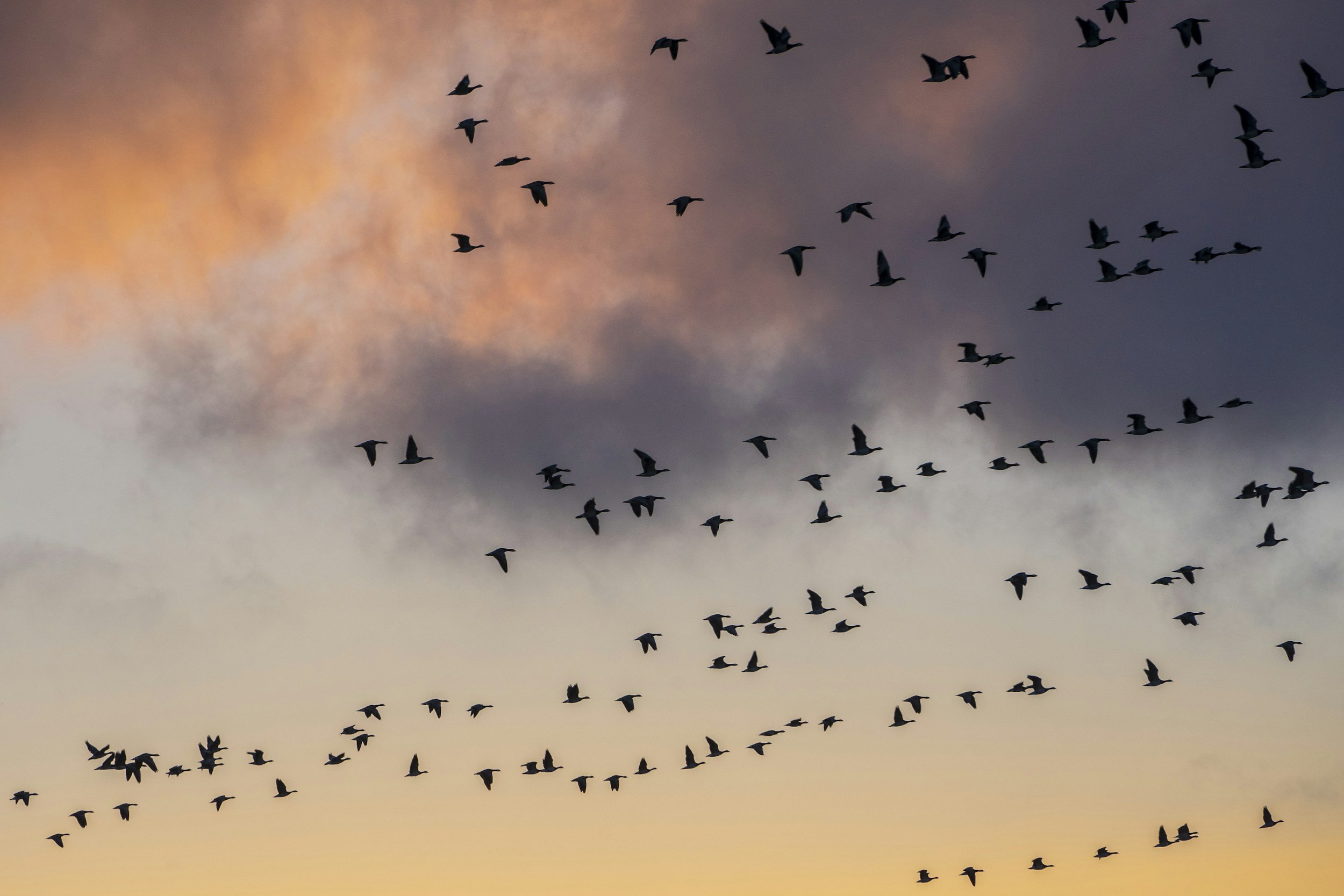 a flock of flying birds silhouetted against a sunset sky