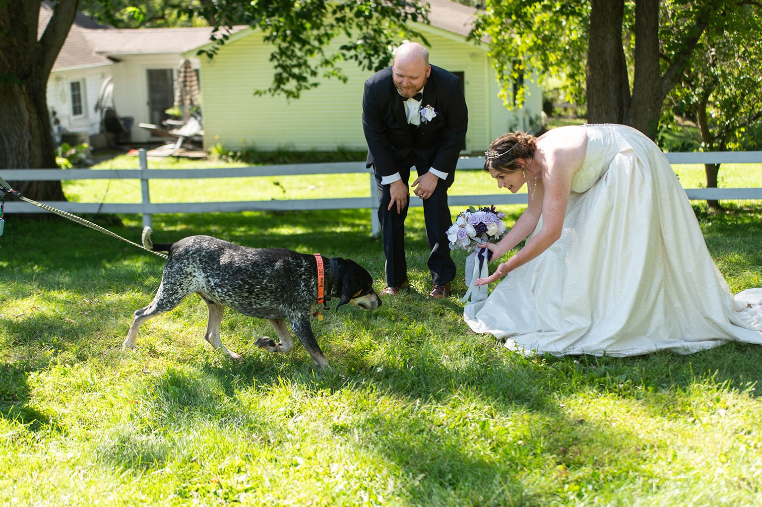 Bluetick Coonhound with couple at wedding at Hope Glen Farm in Cottage Grove, Minnesota.