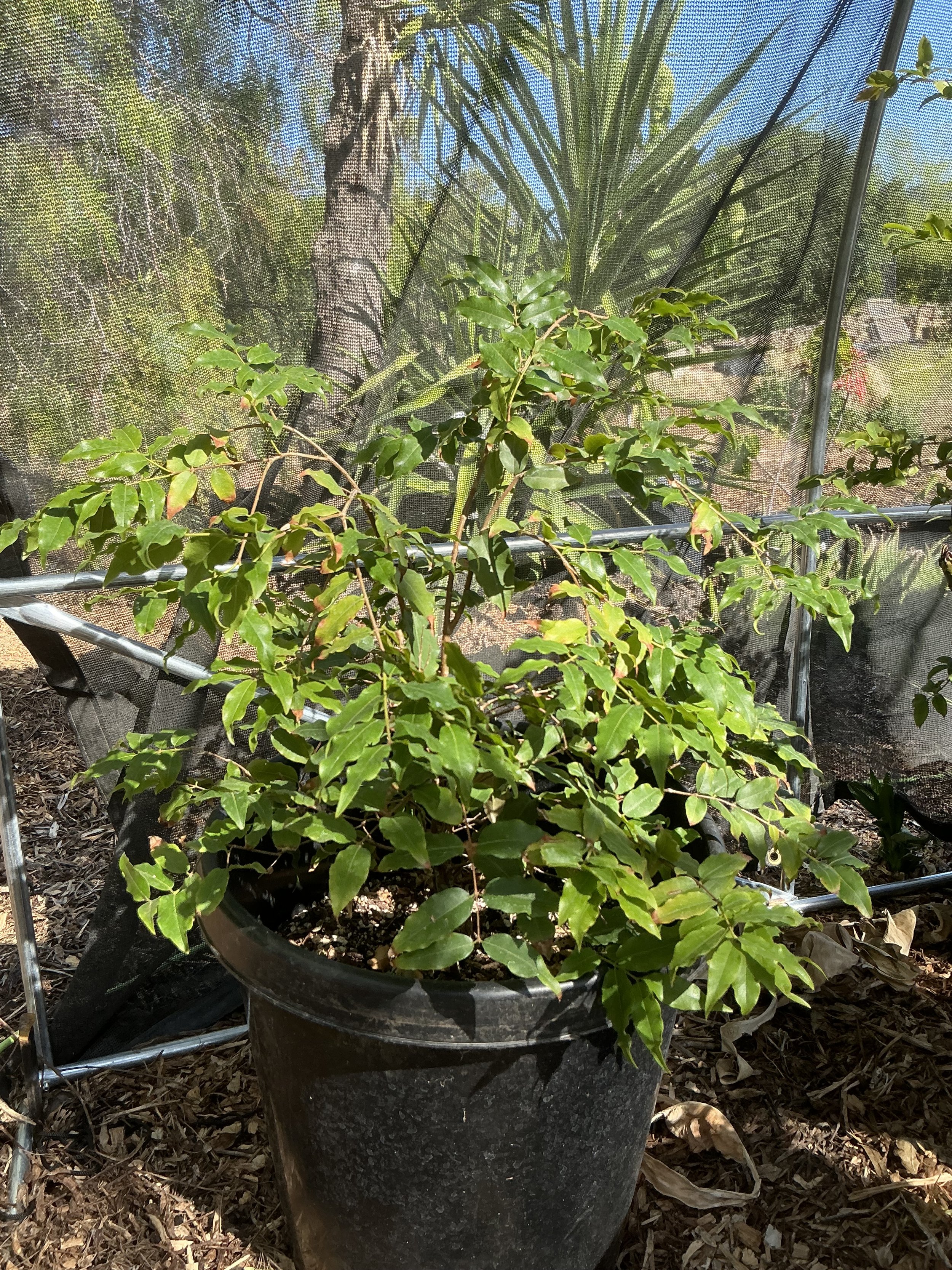 Jaboticaba ‘Paulista’ (15-Gallon) – Rare Fruit Tree with Grape-Like Flavor | Plinia cauliflora