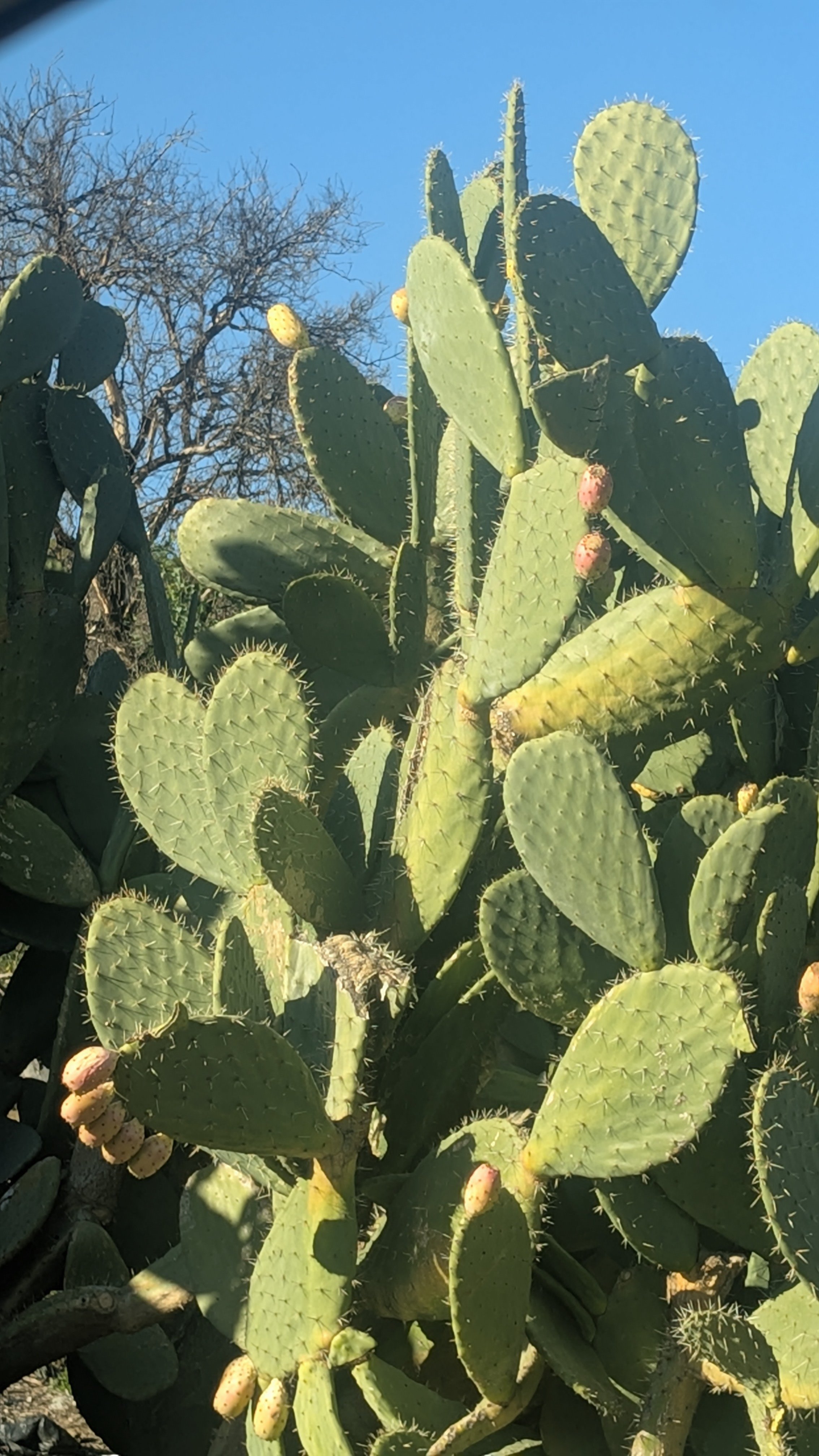 Opuntia ficus-indica ‘Cavin’ (1-Gallon) – Thornless Prickly Pear with Deep Red Fruit