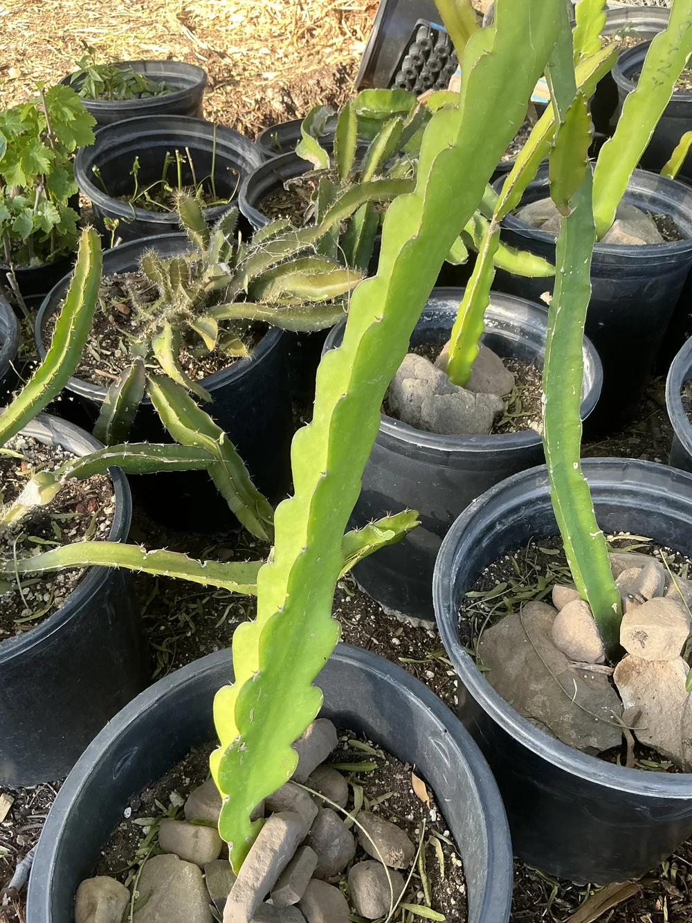 Dragon Fruit 'White'  5-Gallon White-Fleshed Variety | Grown by Farmer  Mark at Perma Harvest LLC  Perma Harvest LLC