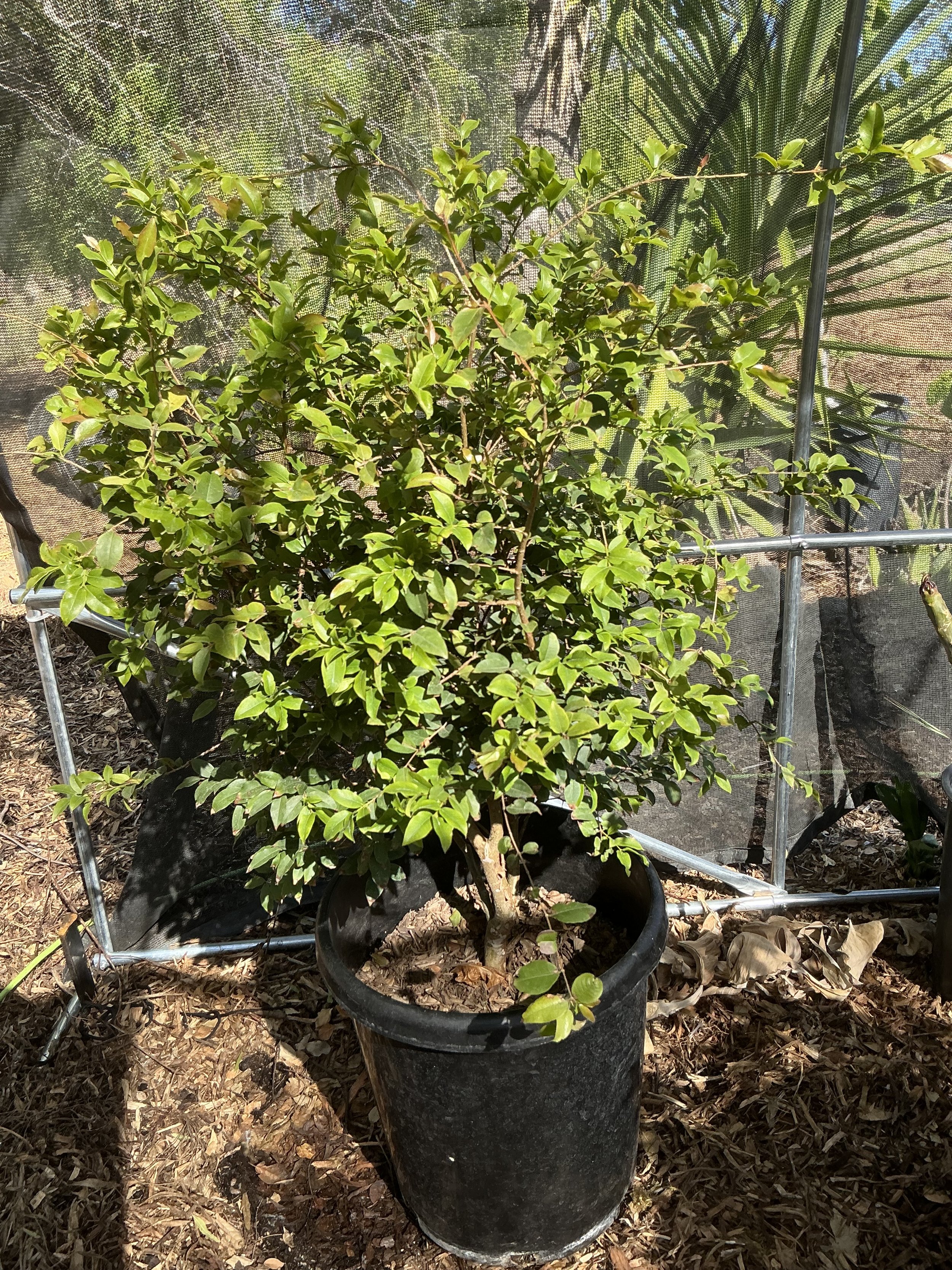 Jaboticaba ‘Sabará’ (15-Gallon) – Compact Fruit Tree with Sweet Black Berries | Plinia jaboticaba