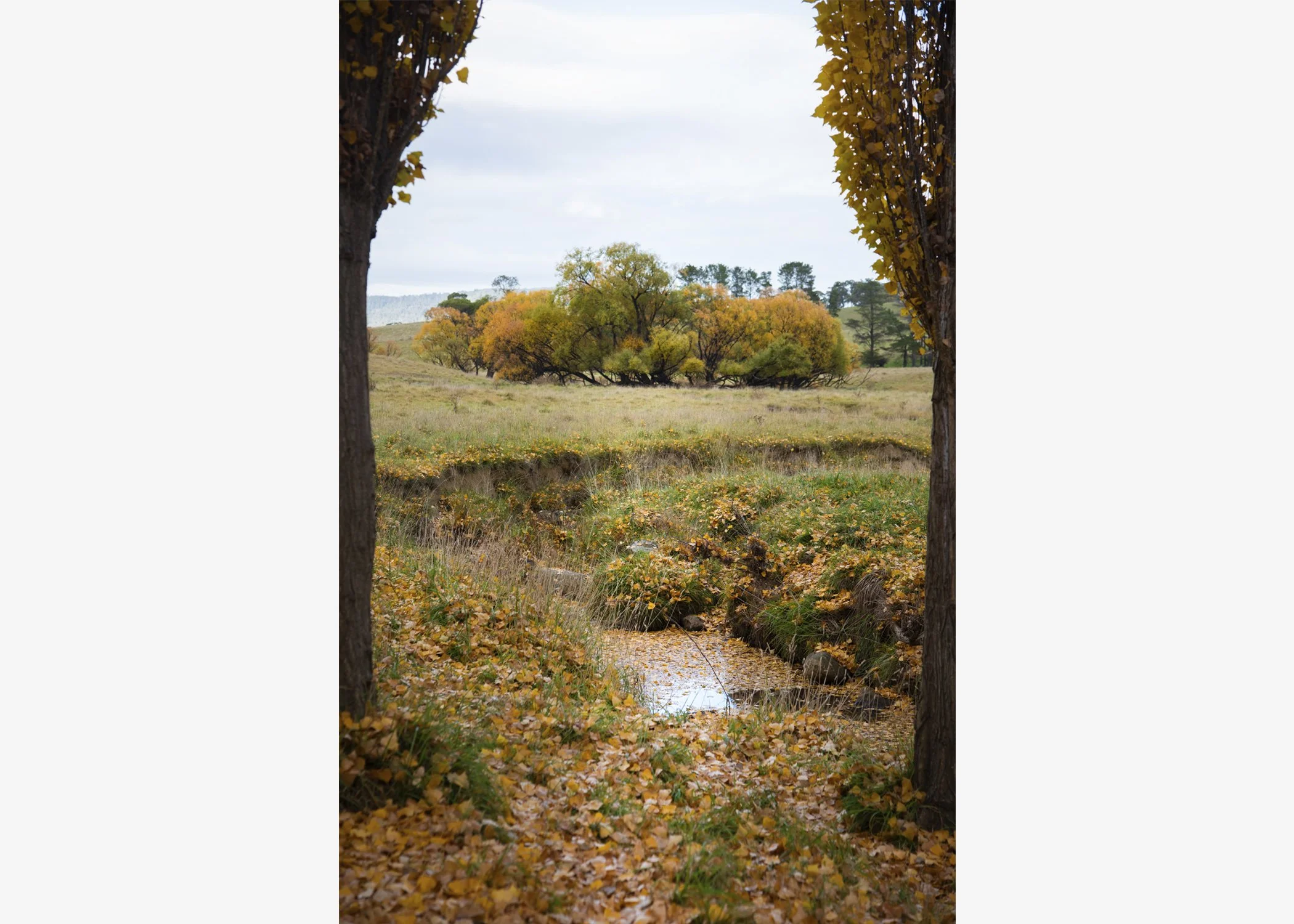 The Way into the Hundred Acre Wood