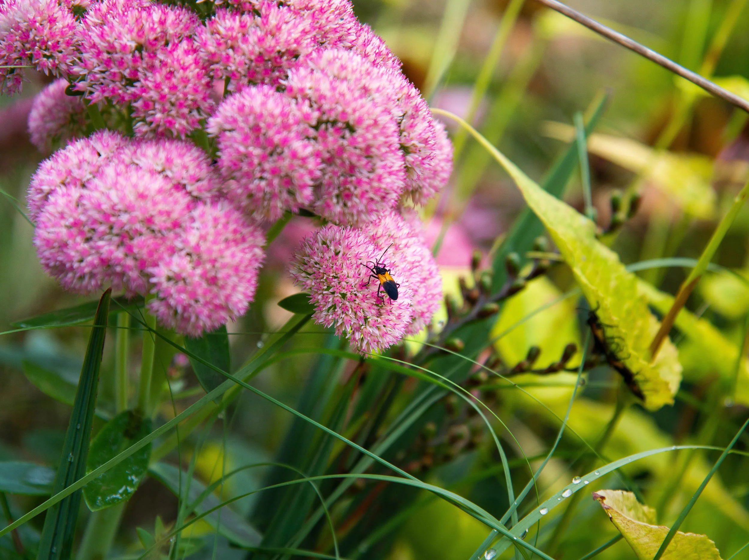 The Beetle and the Bloom