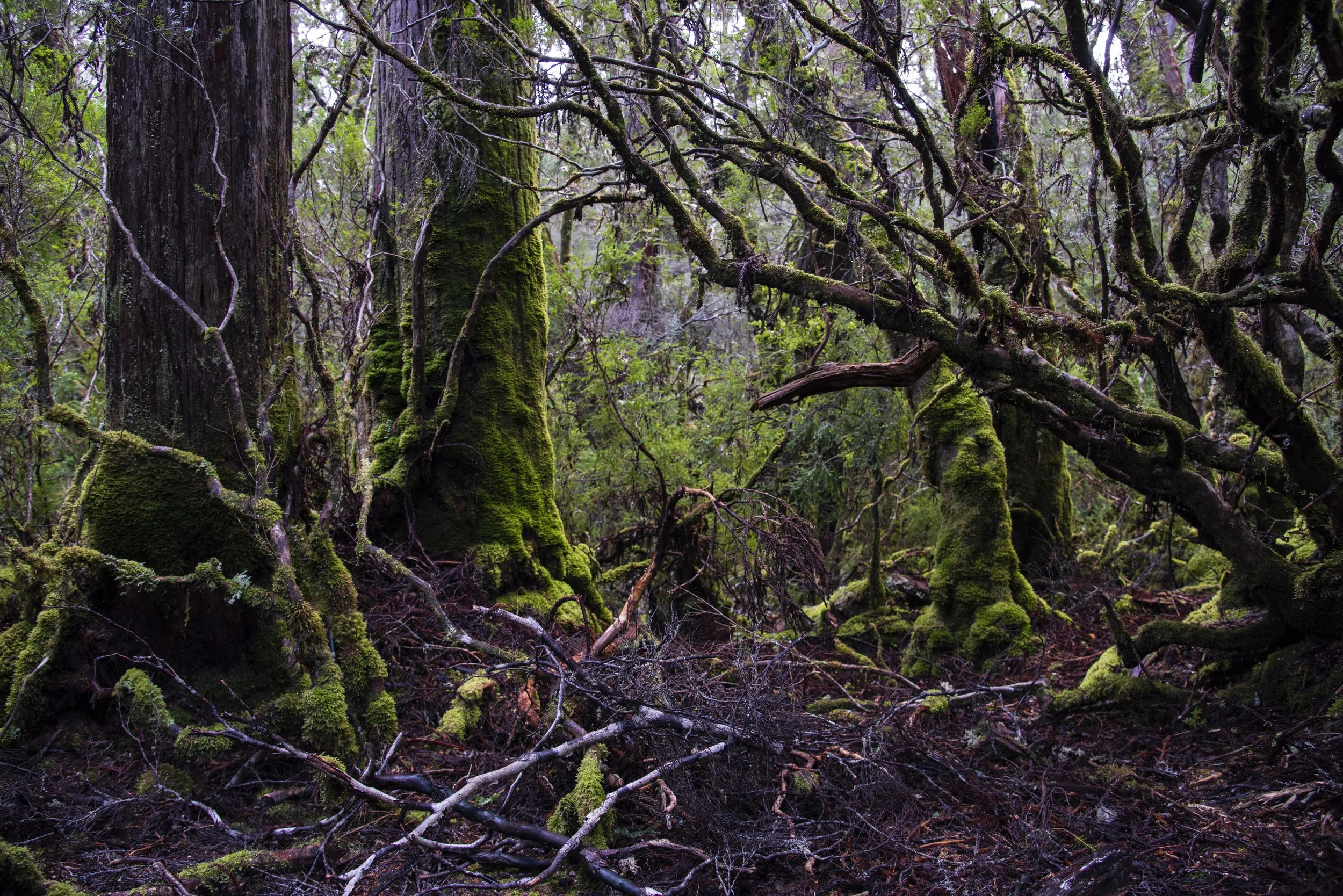 Woodland Architecture