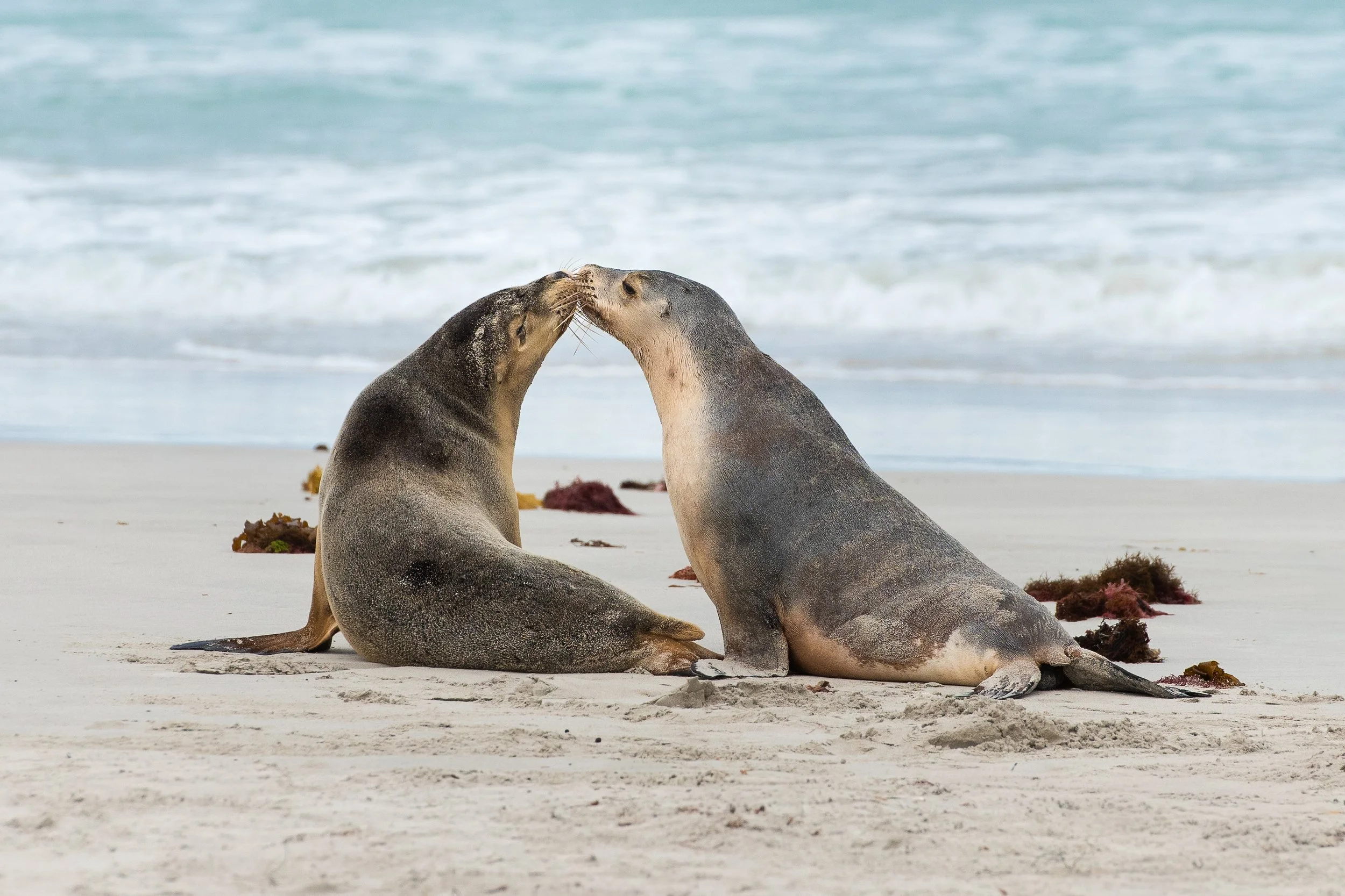 Nose to Nose