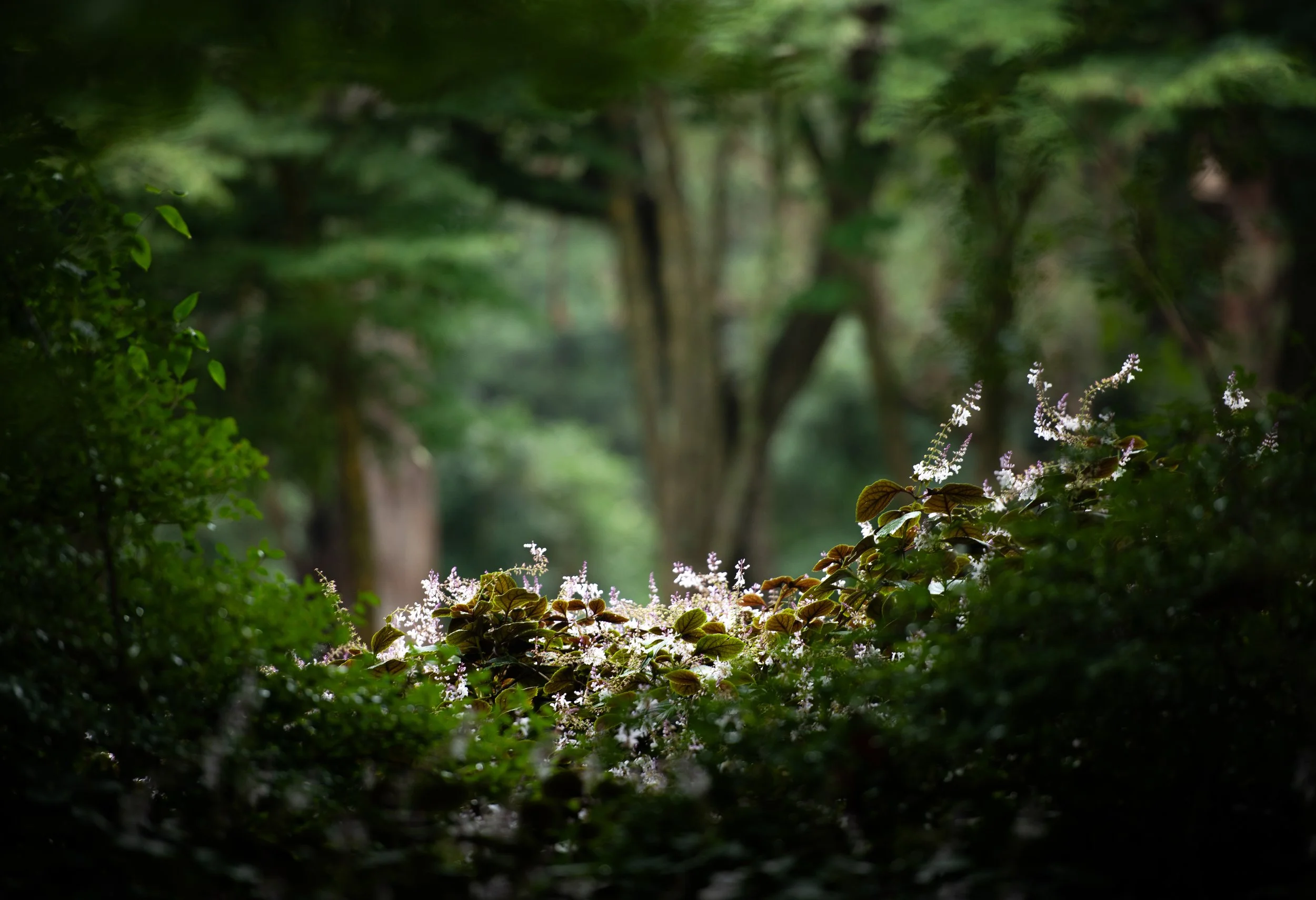 Through the Thicket