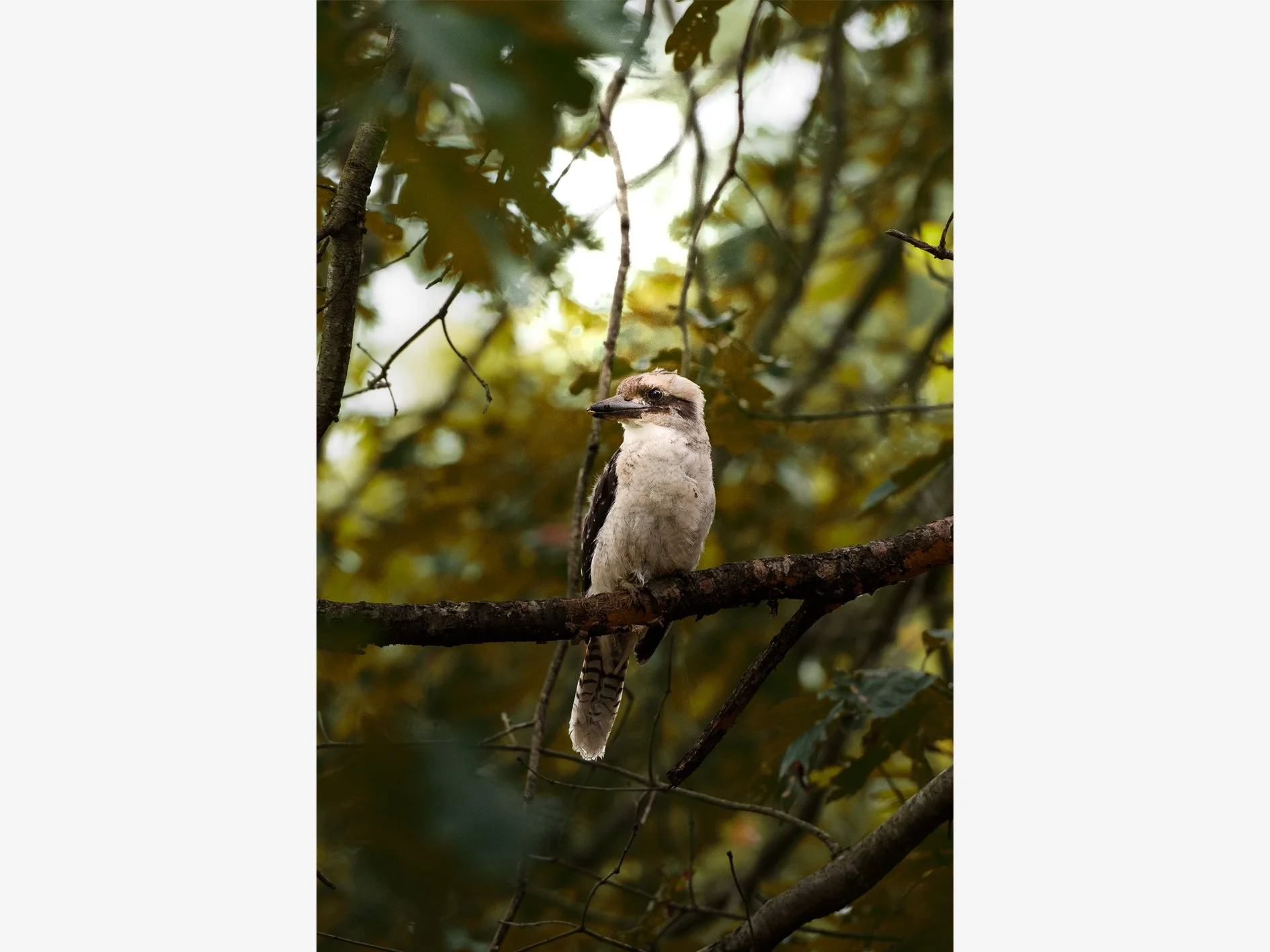 An Unlikely Perch