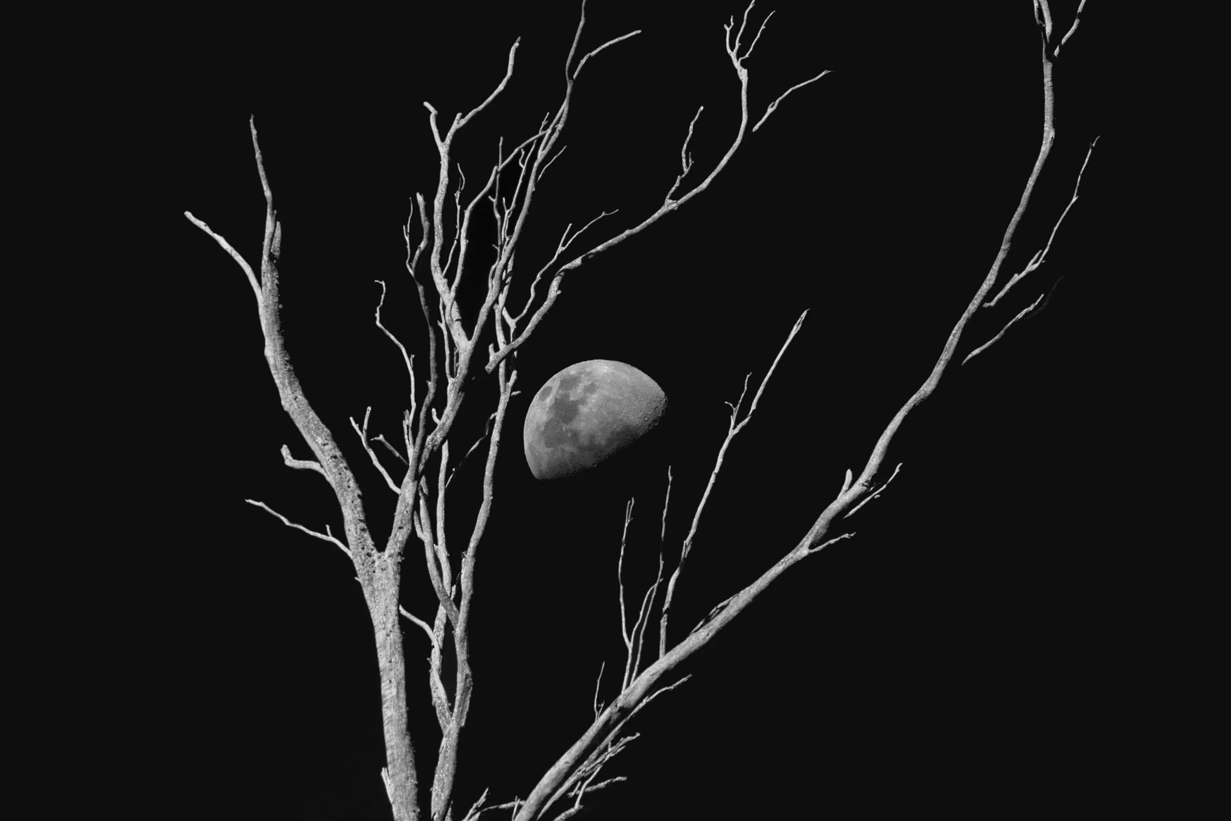 Bones of the Forest