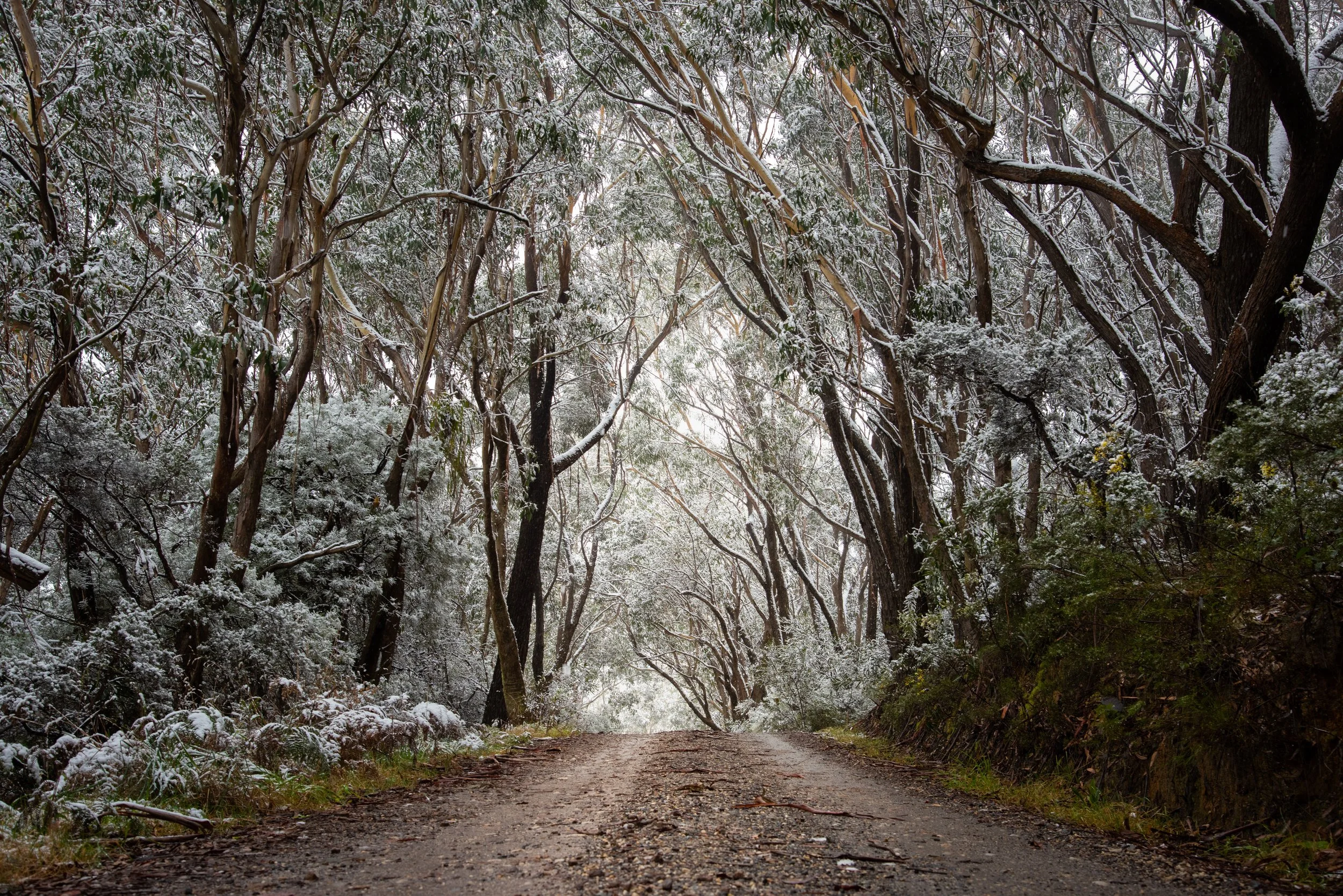 White Corridor