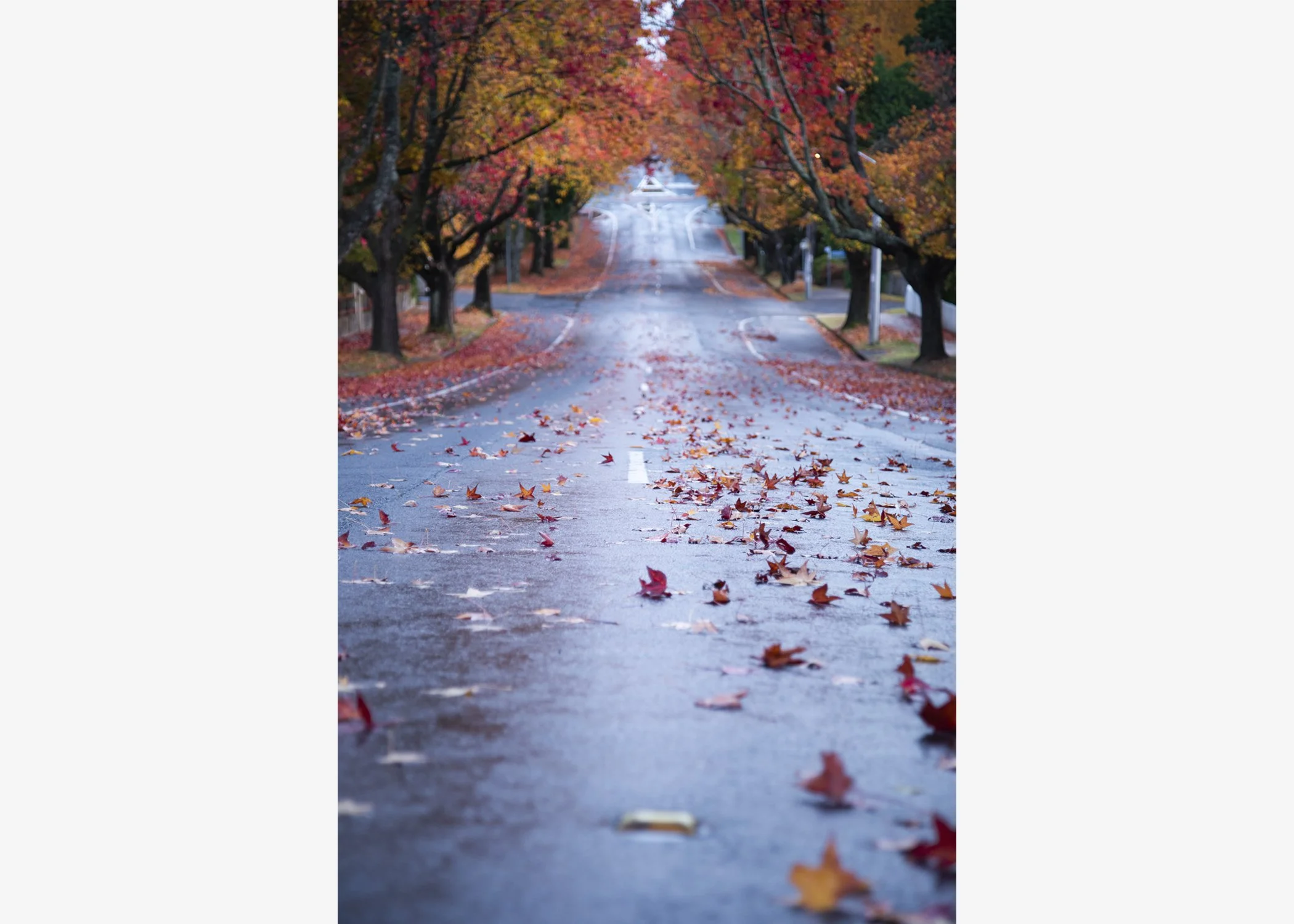 The Streets of Blackheath