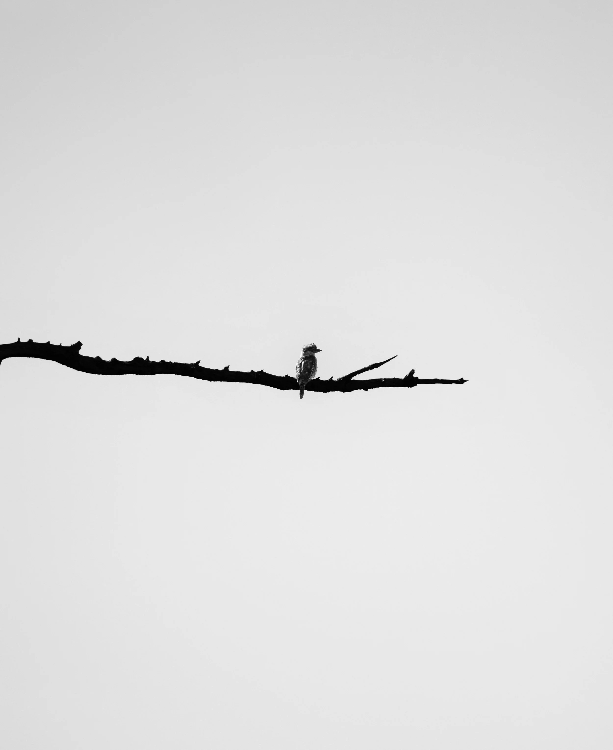 Suspended