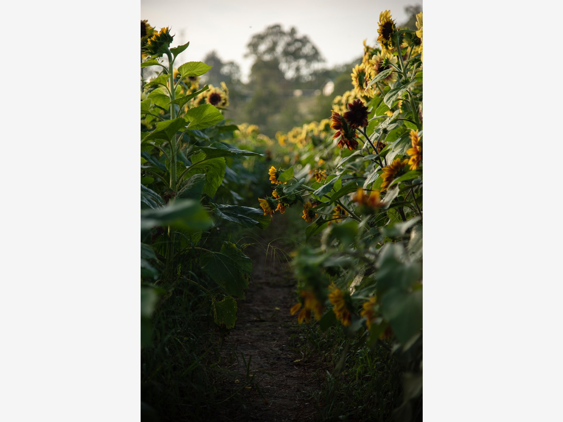 When the Garden Darkens