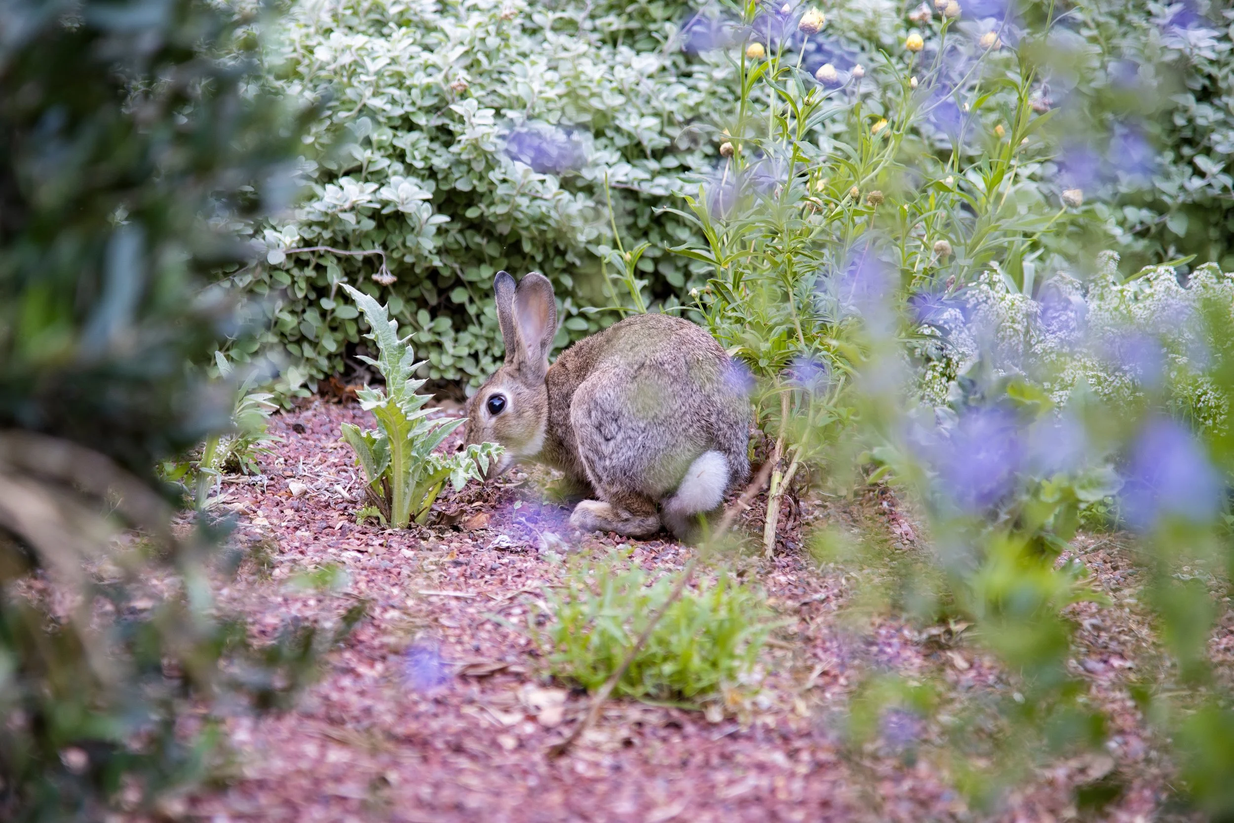 The Gardens Smallest Tenant