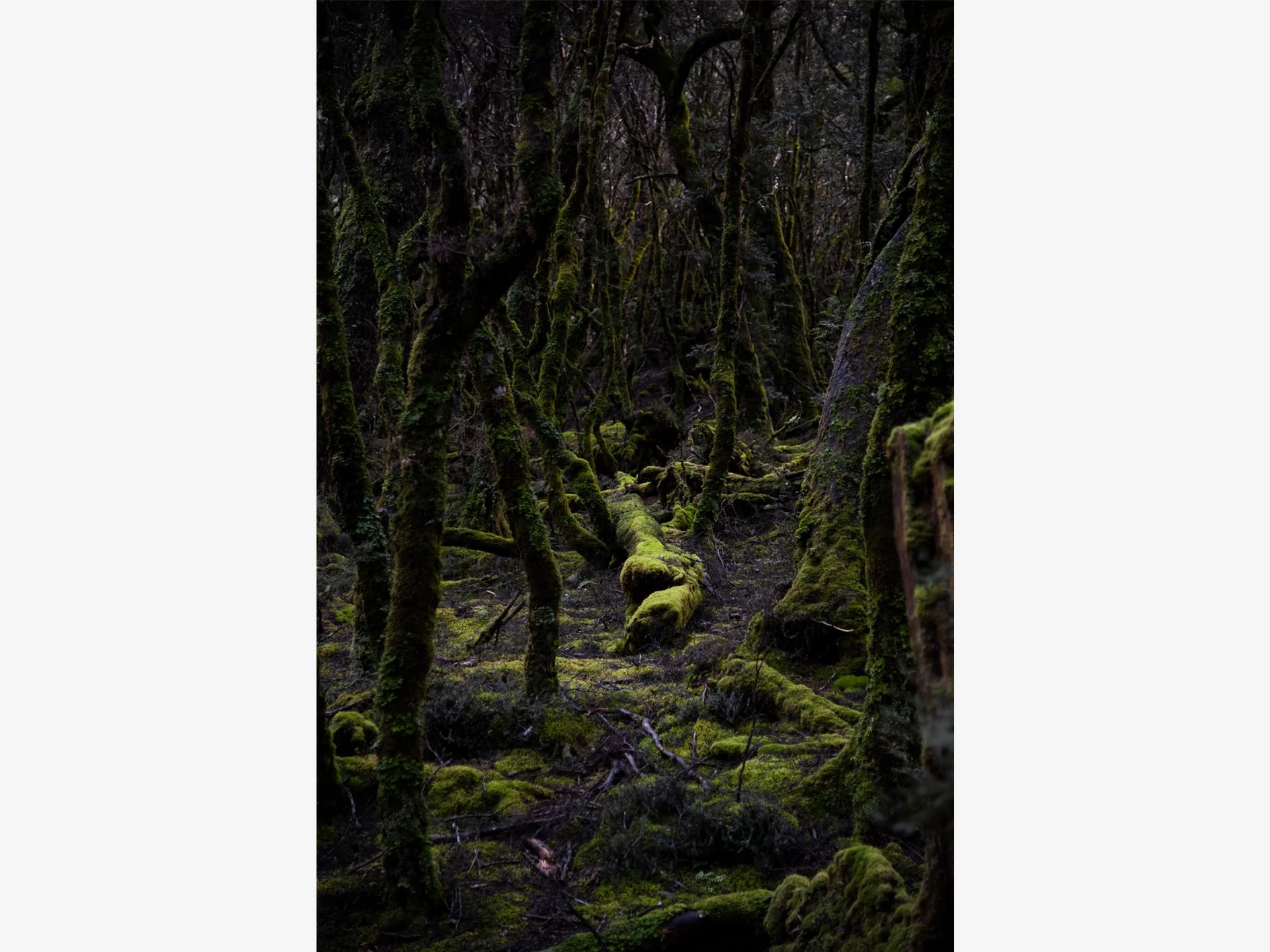 Enchanted Forest