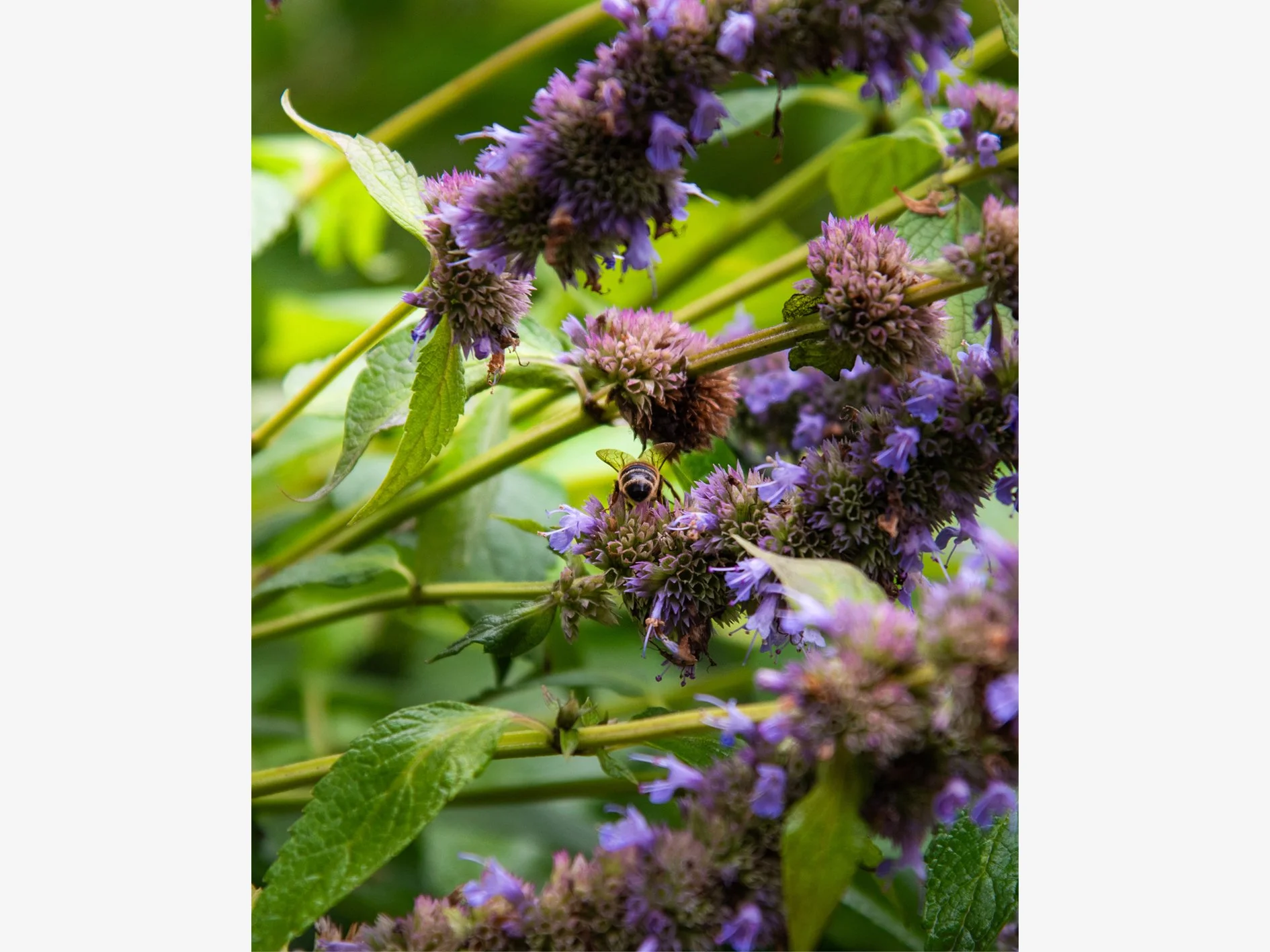 The Honey Gatherer