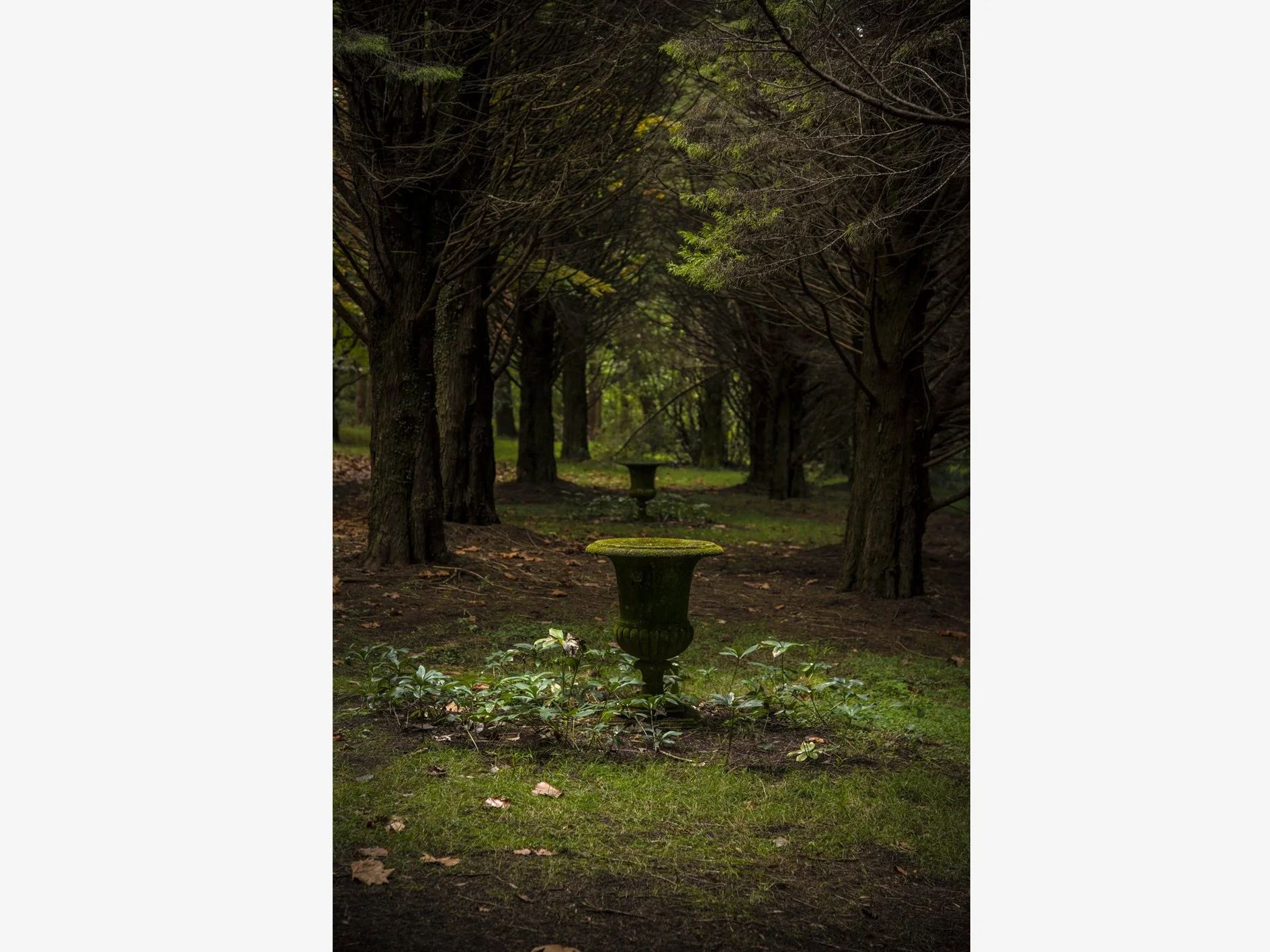 The Secret Garden