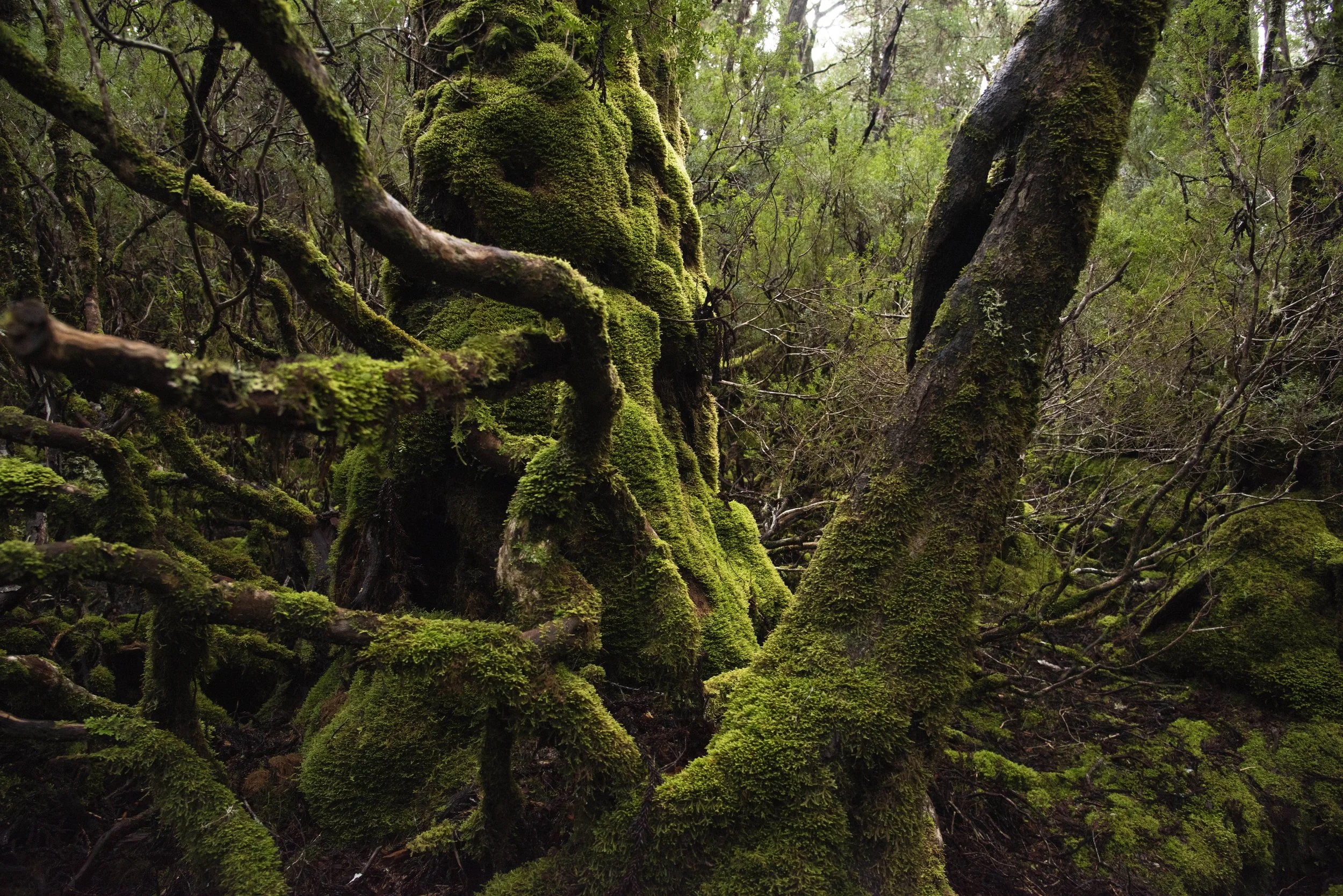 Weindorfers Forest