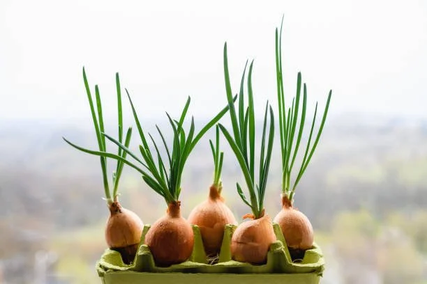 istockphoto-1392185767-612x612.jpg