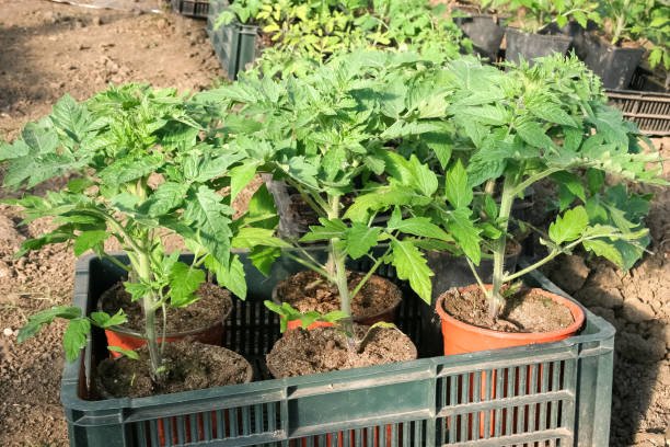 Summer Plant Package