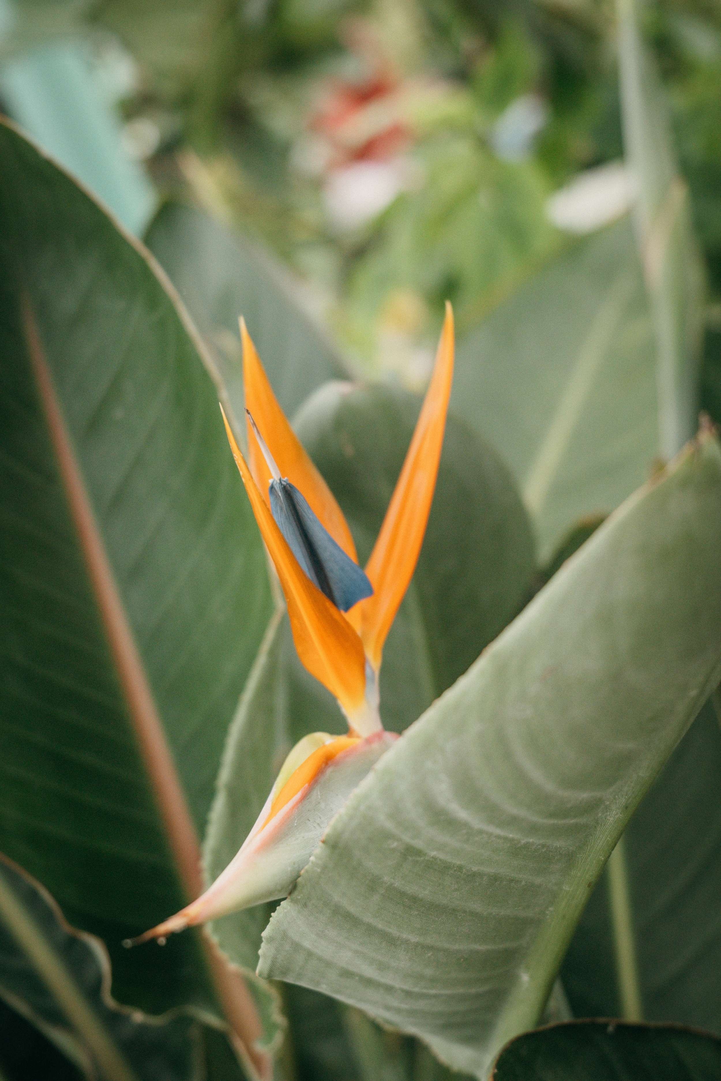 Close-up of birds of paradise flower