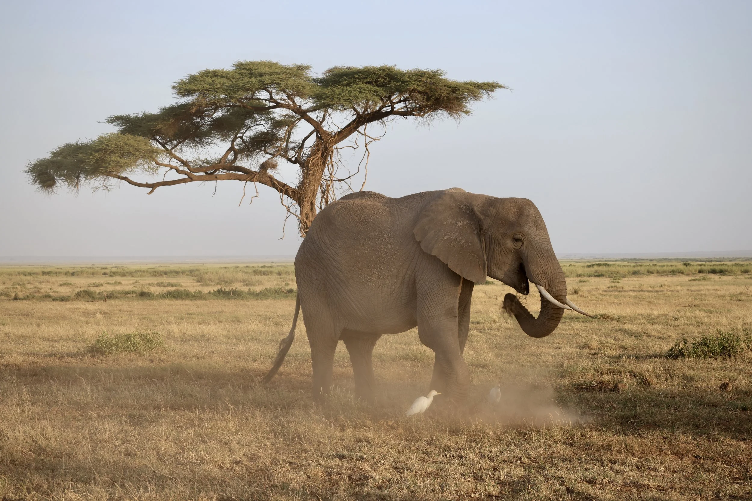An elephant walking in a grassy savanna with a large tree in the background and two white birds at its feet.