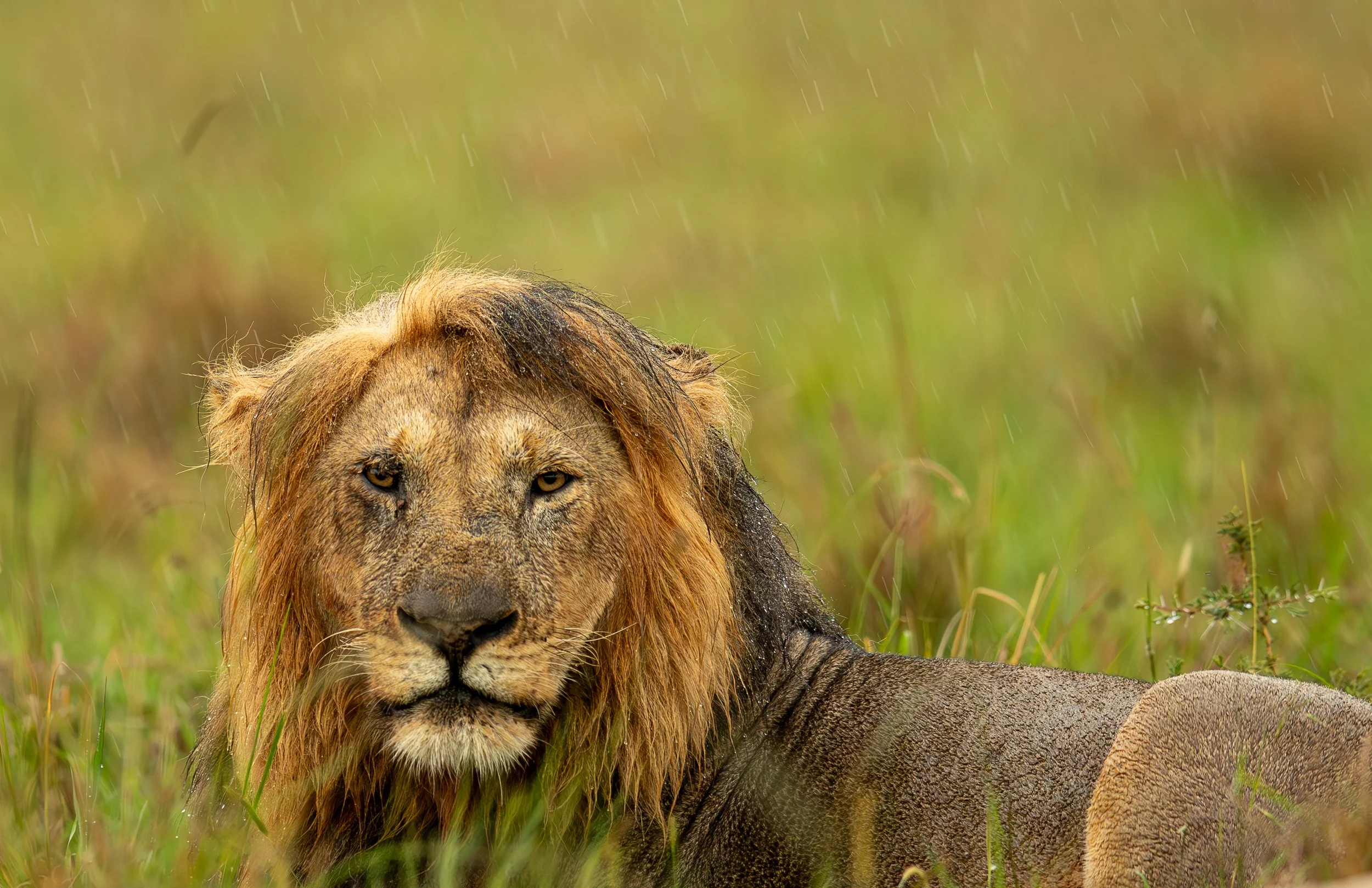 lion in rain portrait.jpg