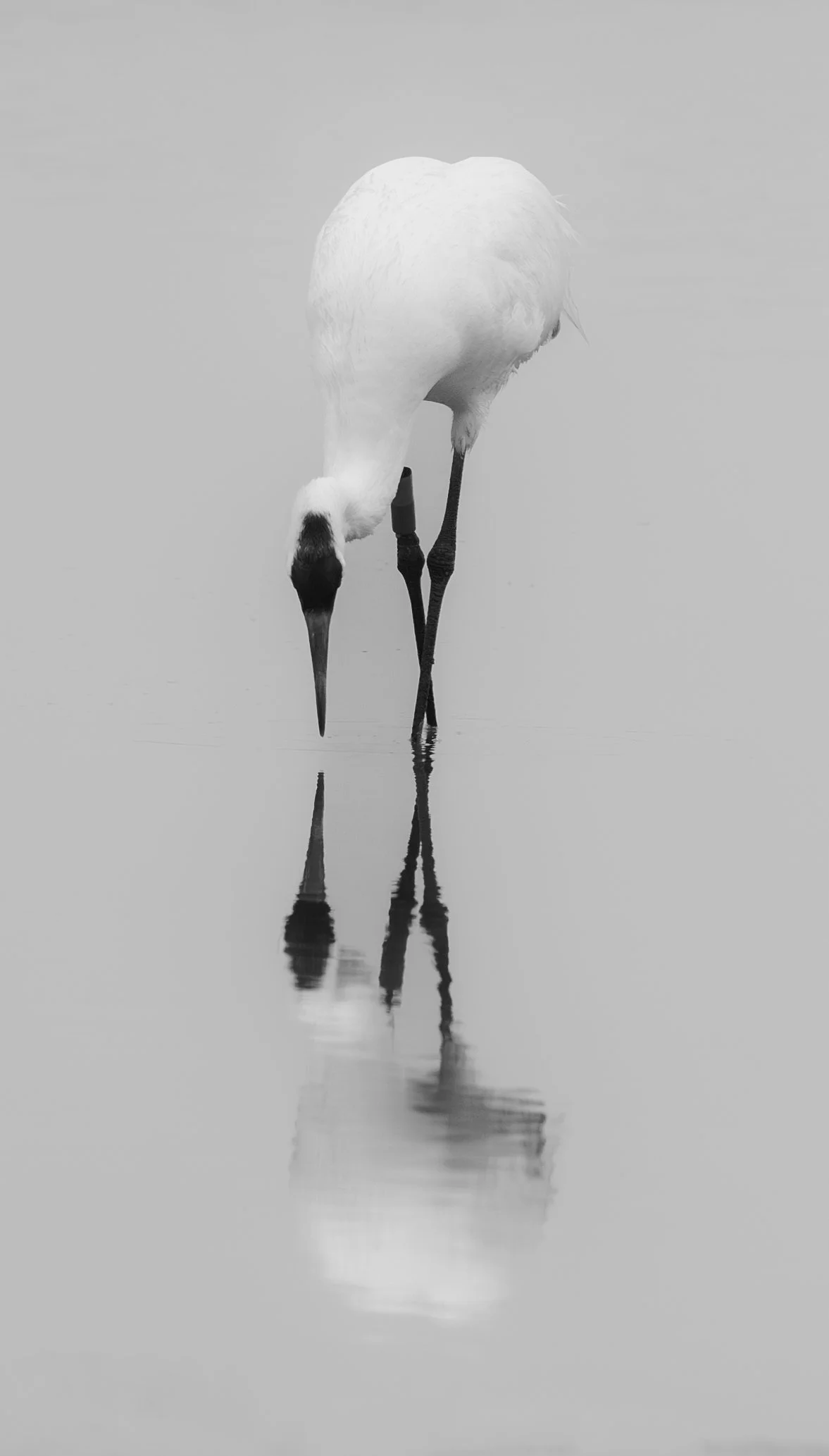 A black and white photo of a whooping crane standing in shallow water, with its head bent downward and reflected in the water.