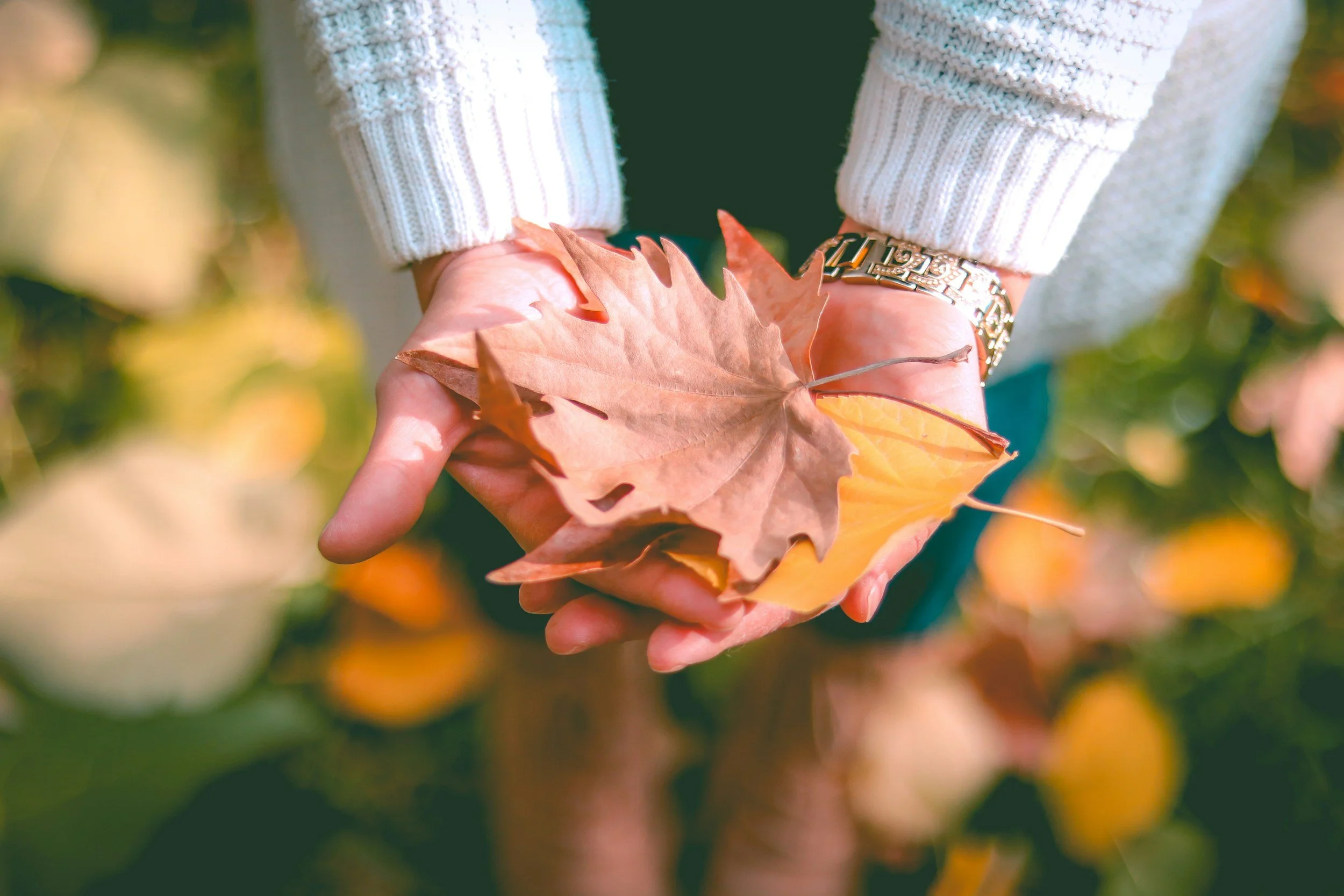 Person holding orange and brown autumn leaves in their hands, wearing a white sweater and a gold watch, with a blurred background of fall foliage.