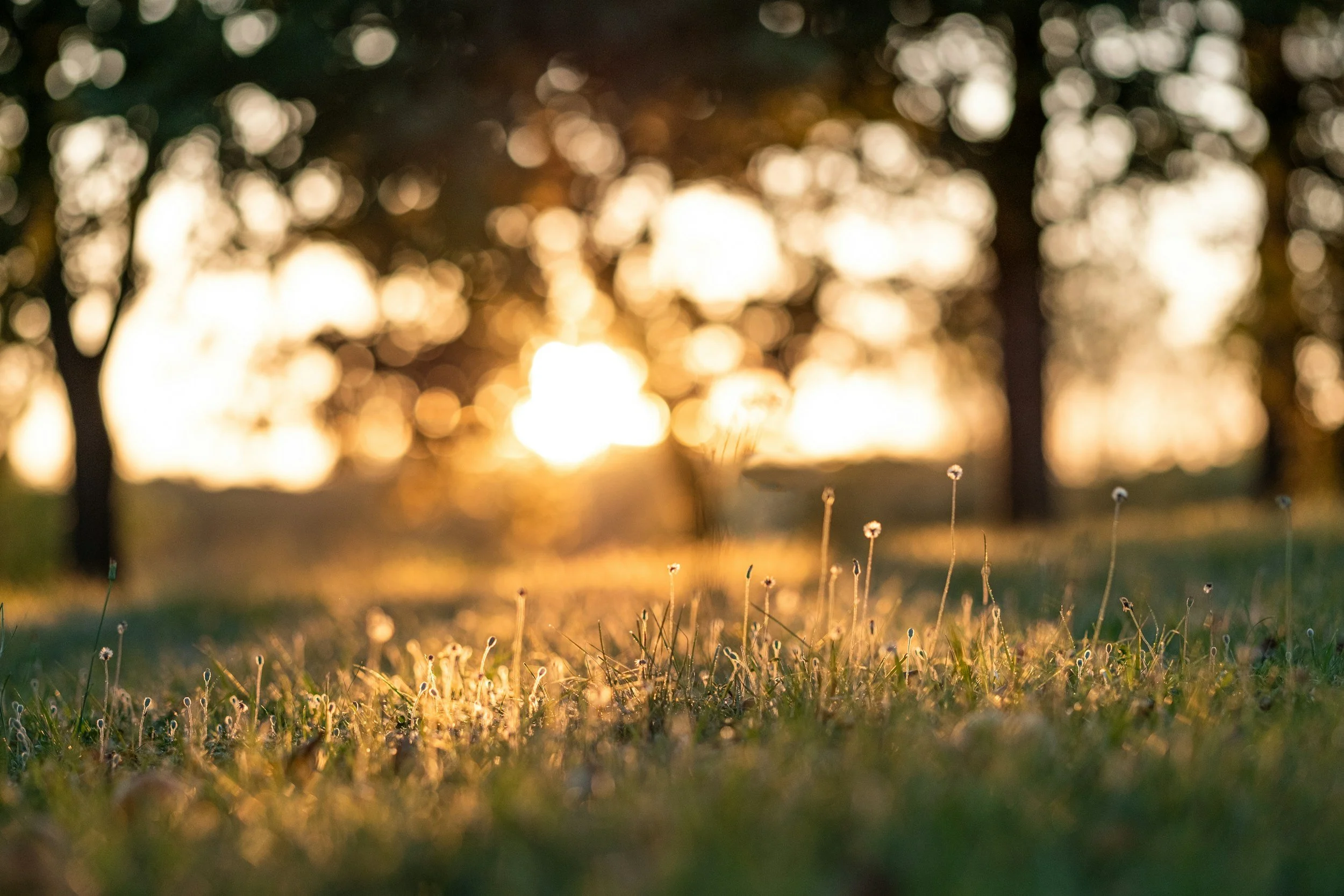 Close-up of grass and tiny flowers at sunset with blurred trees in the background.
