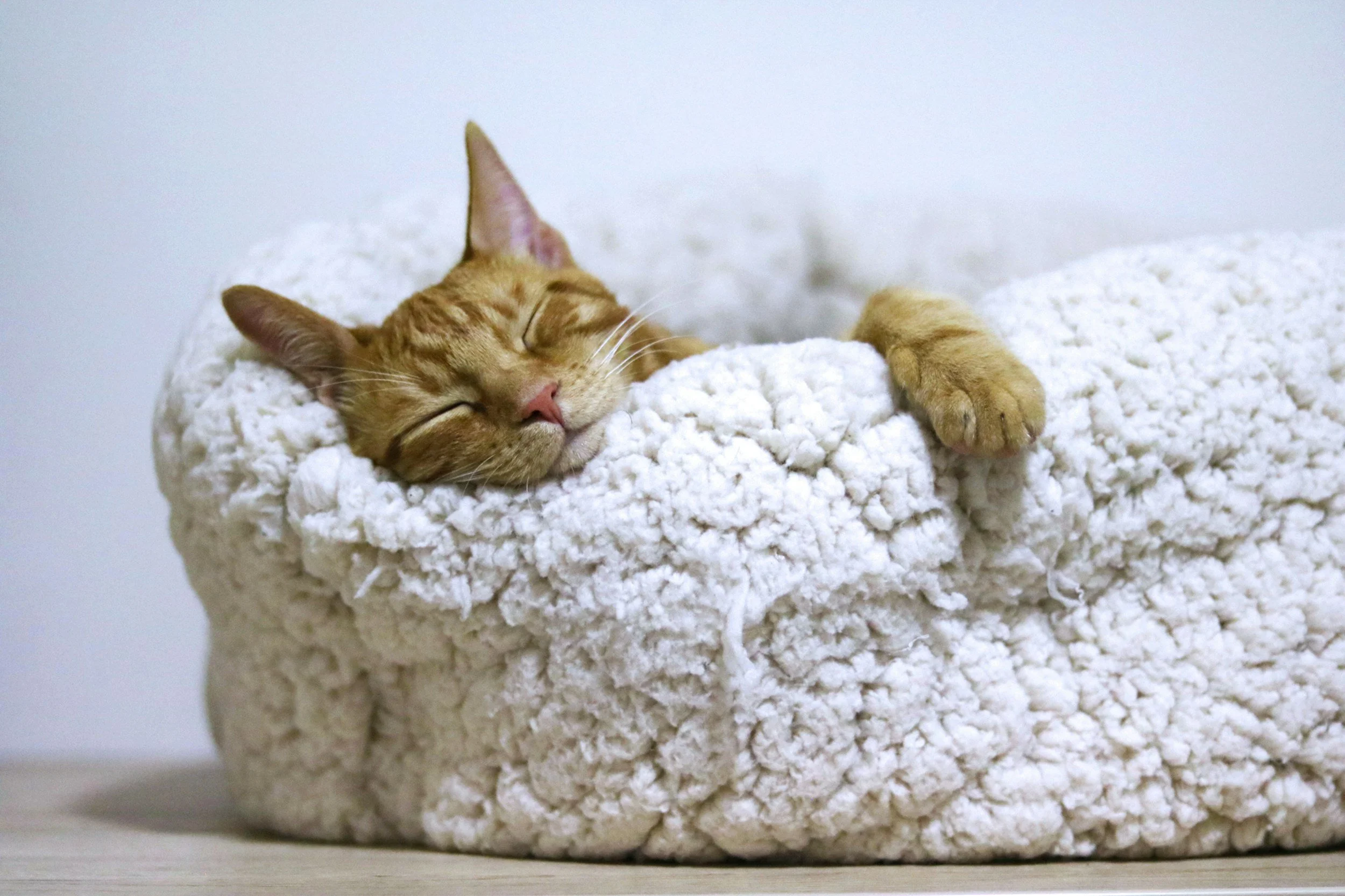 A ginger cat sleeping in a cream-colored, fluffy pet bed.