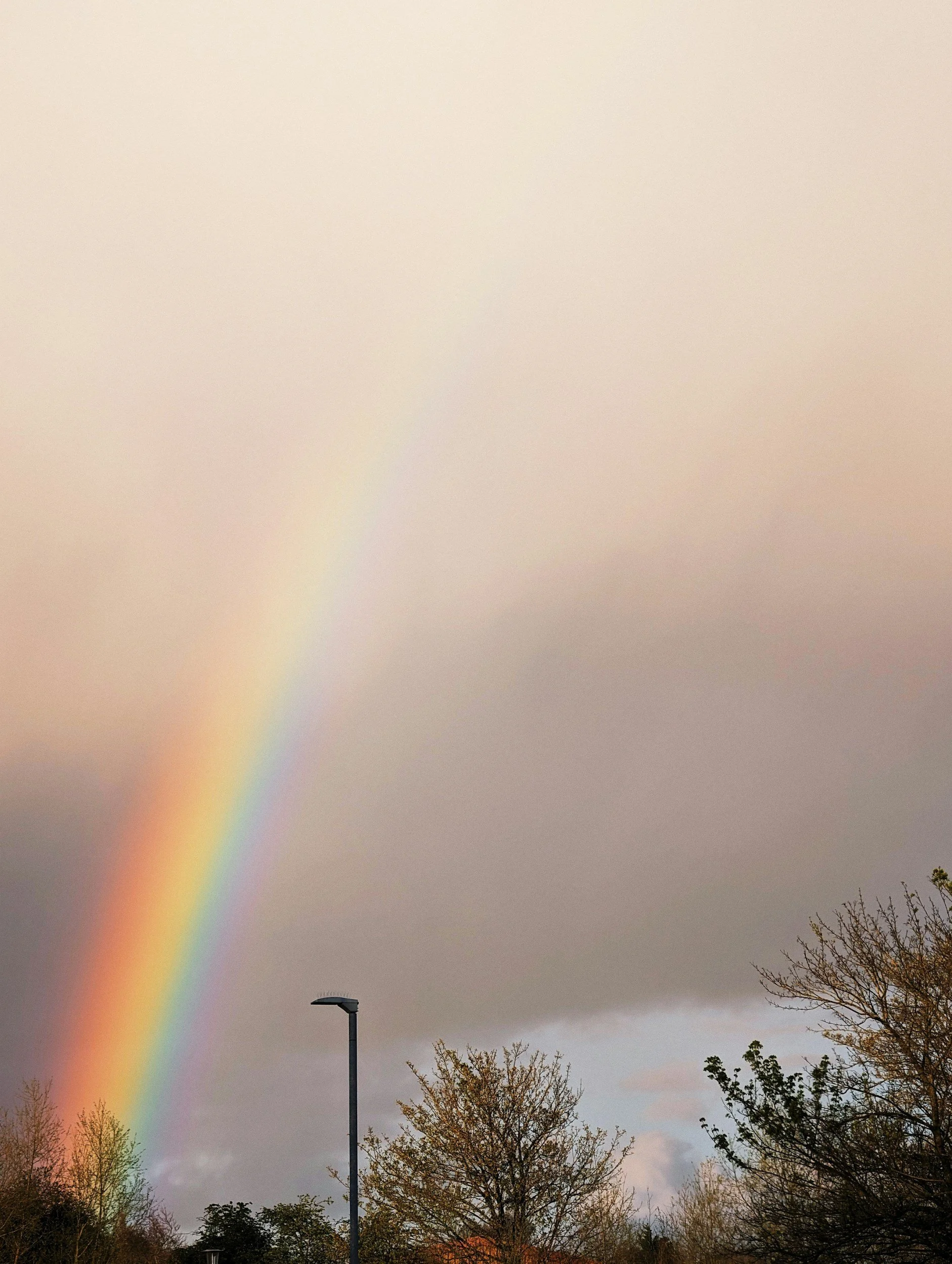 Rainbow over trees and street lamp against cloudy sky.