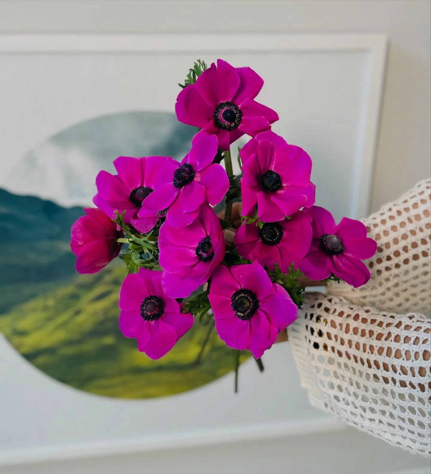 #fuschiaflowers #anemone #bloomedandrooted #winterparkflorist