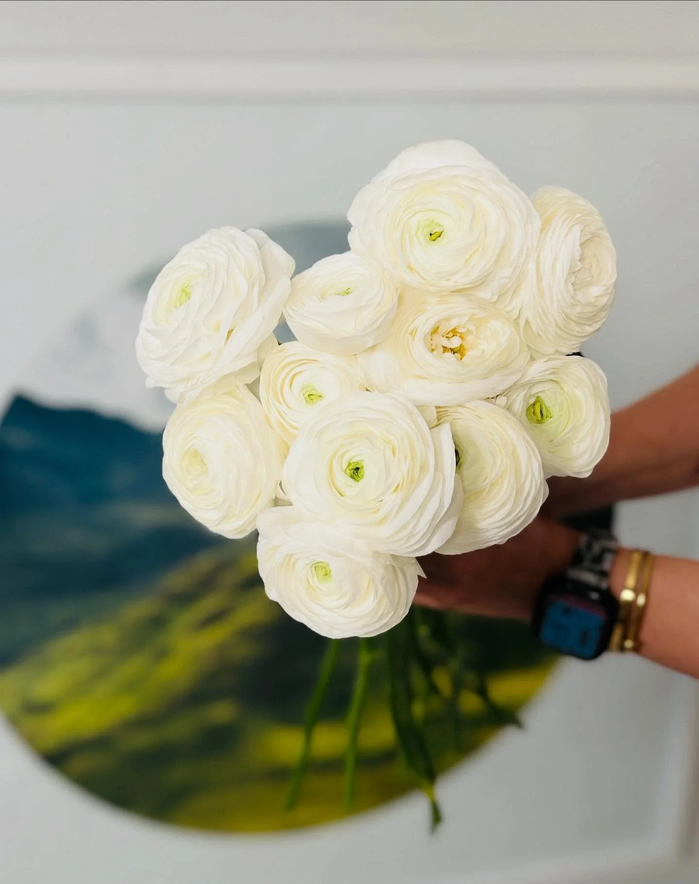 #ranunculus #bloomedandrooted #winterparkflorist