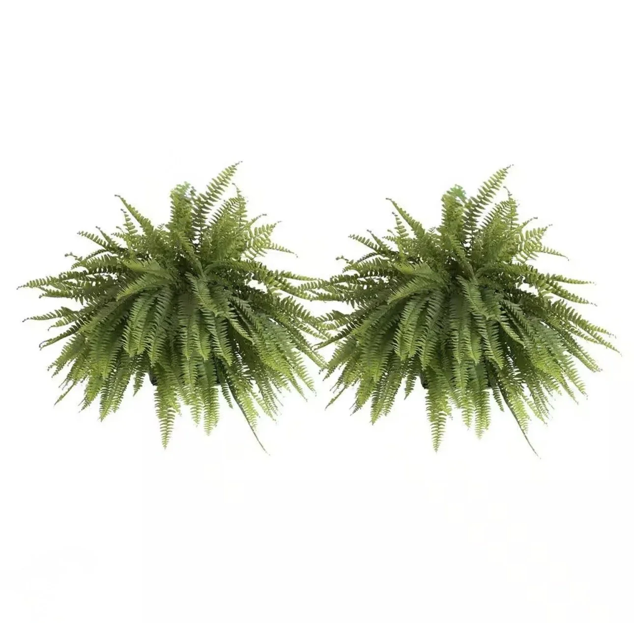 Extra Fern Moment: Additional Pair of Large Boston Ferns