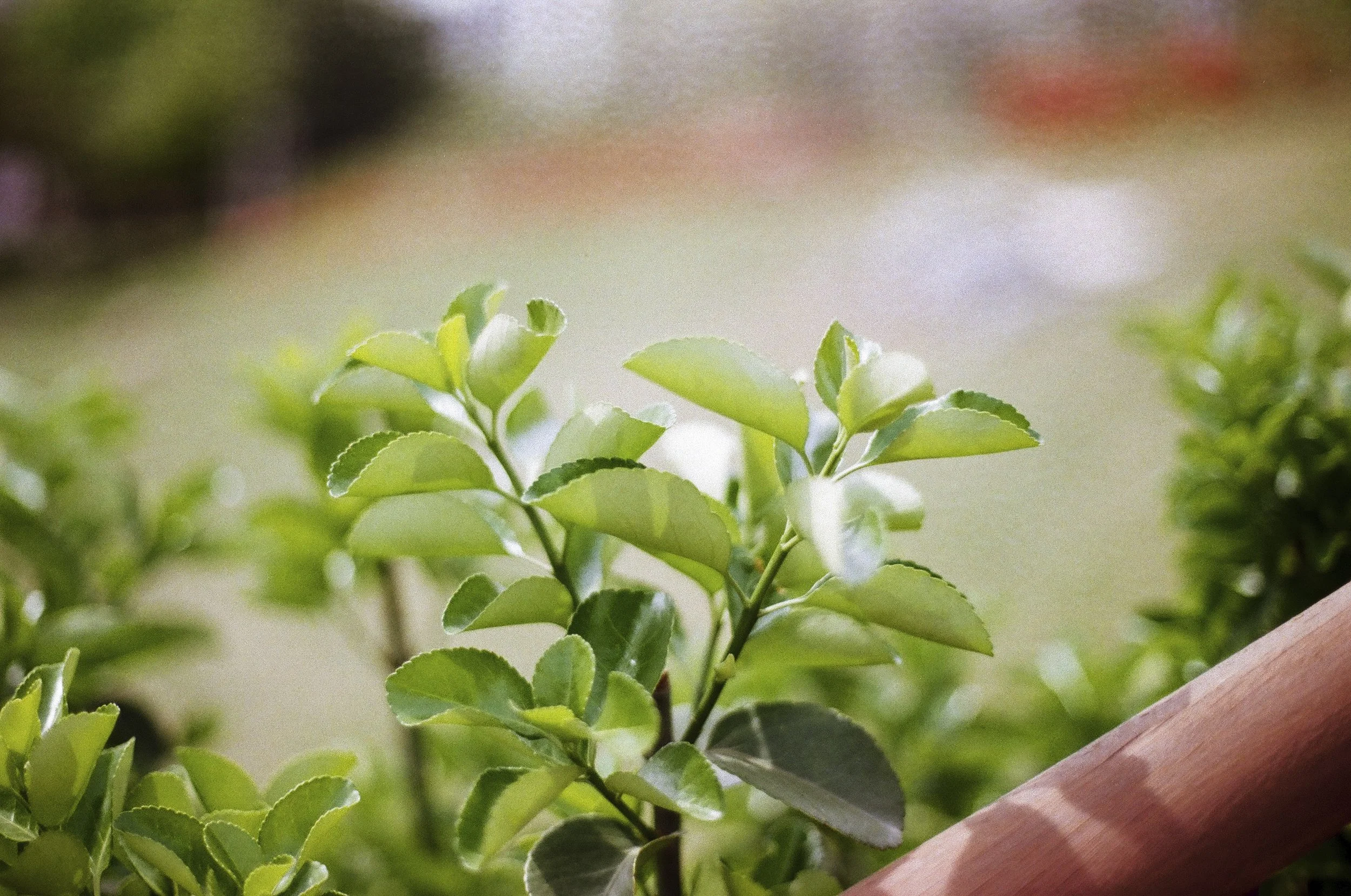 Expired Fuji 100 (shot at 25)