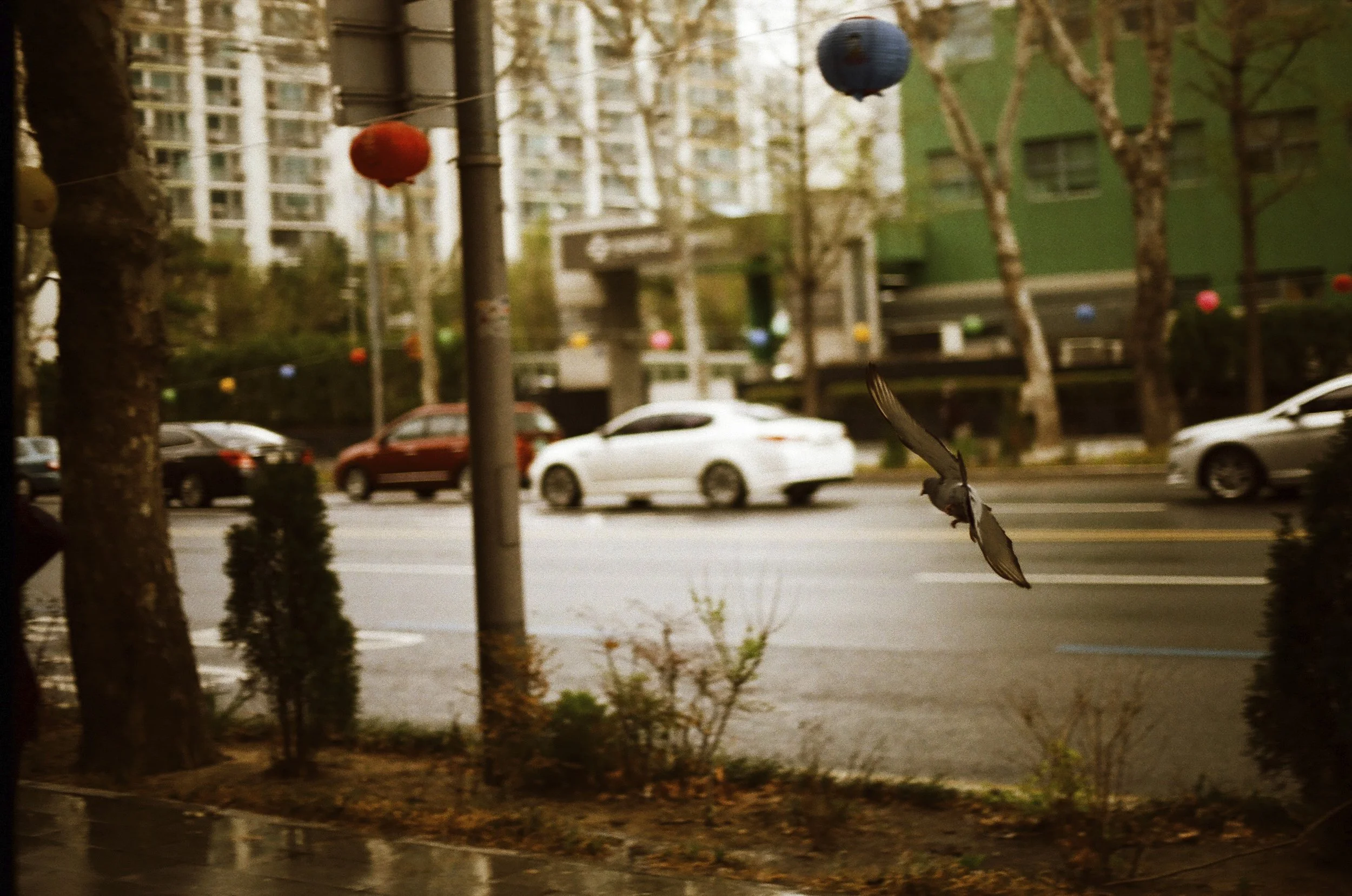 Expired Fuji 100 (shot at 25)