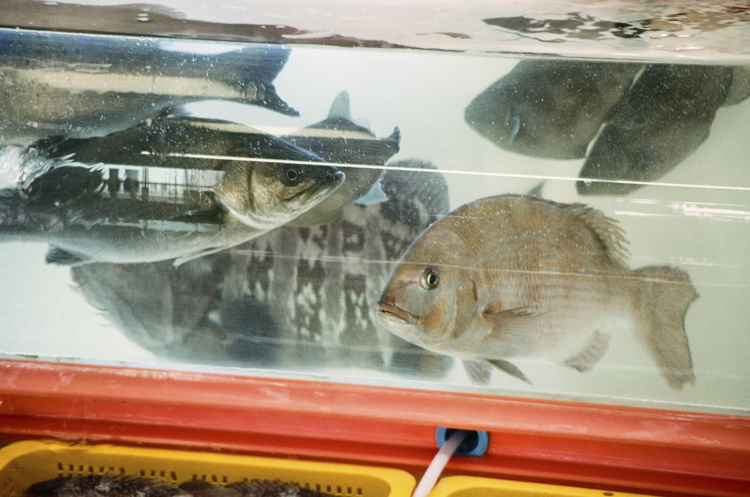 Busan fish market 01