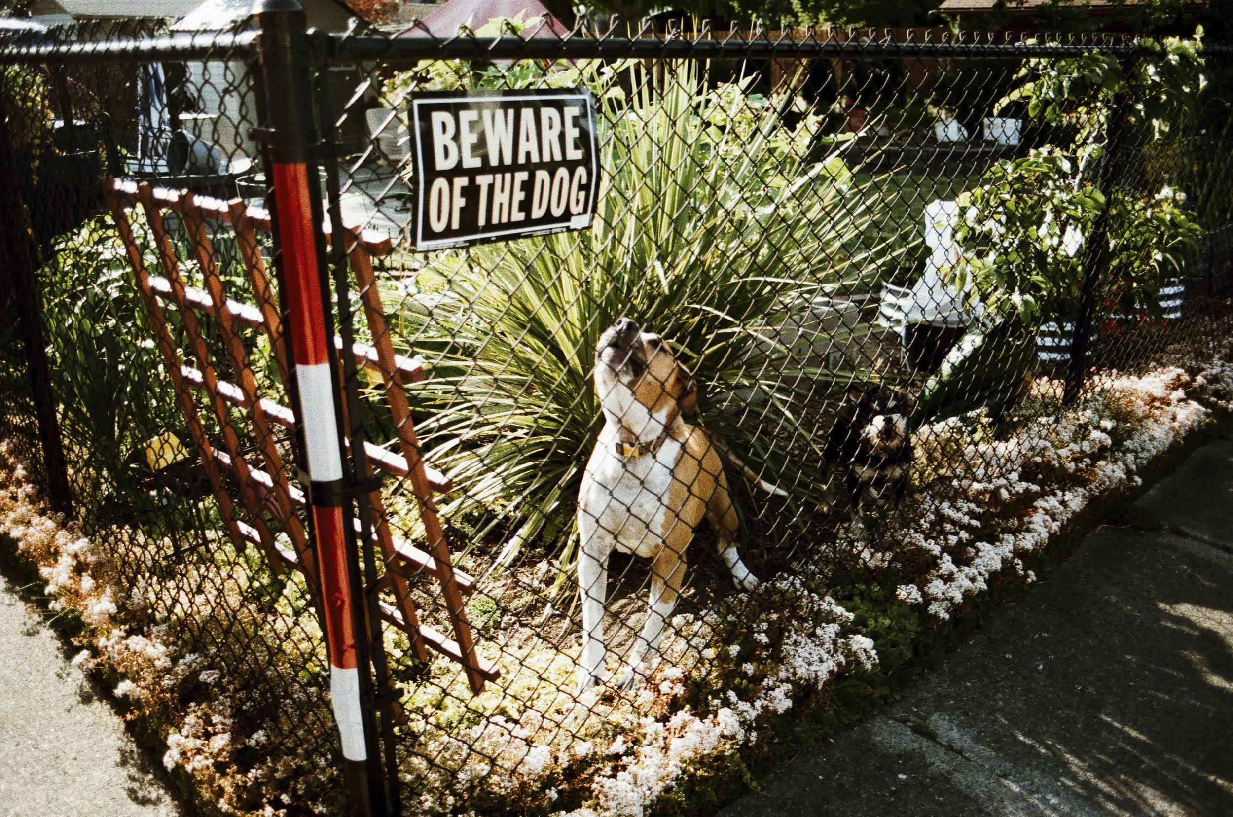 Expired Fuji 100 (shot at 25) pushed 1 stop