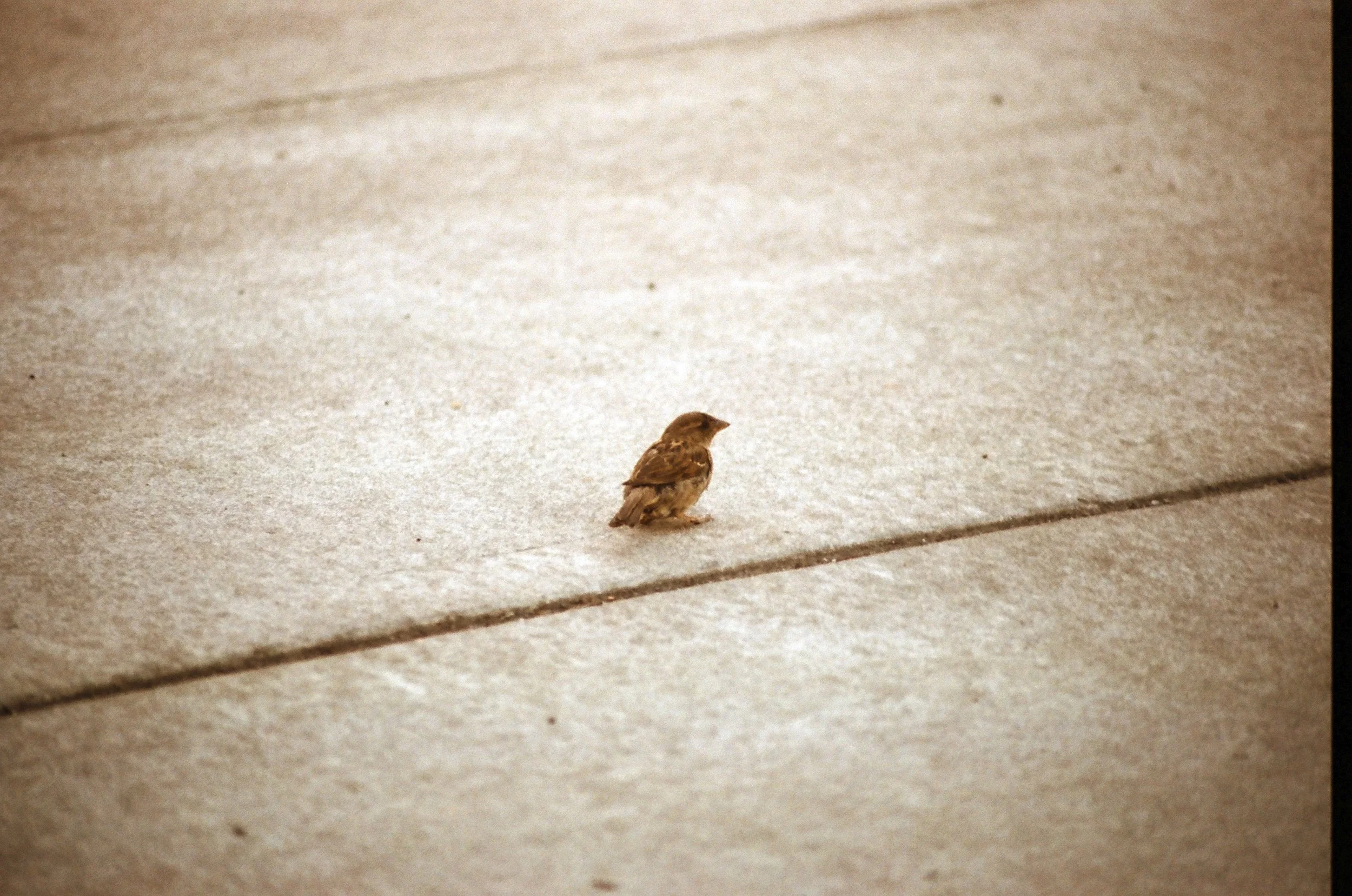 Expired Fuji 100 (shot at 25) 