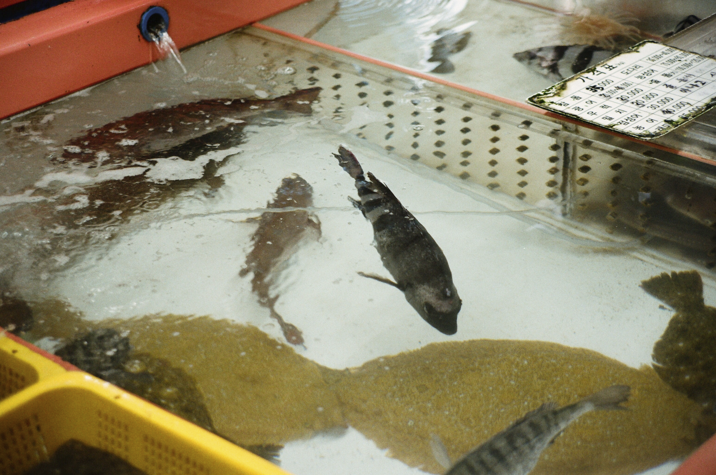Busan fish market 04
