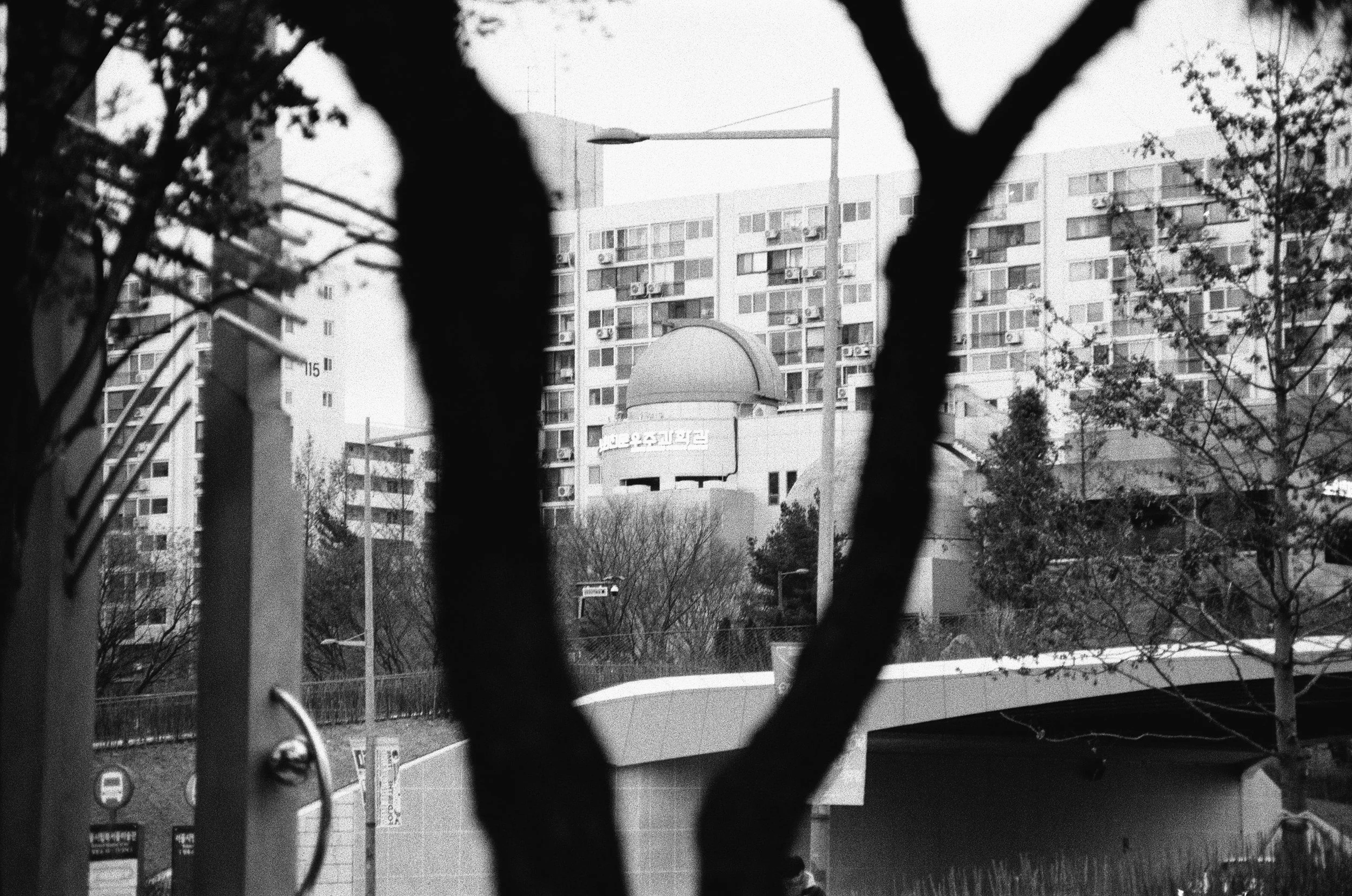 peer through the woods.jpeg